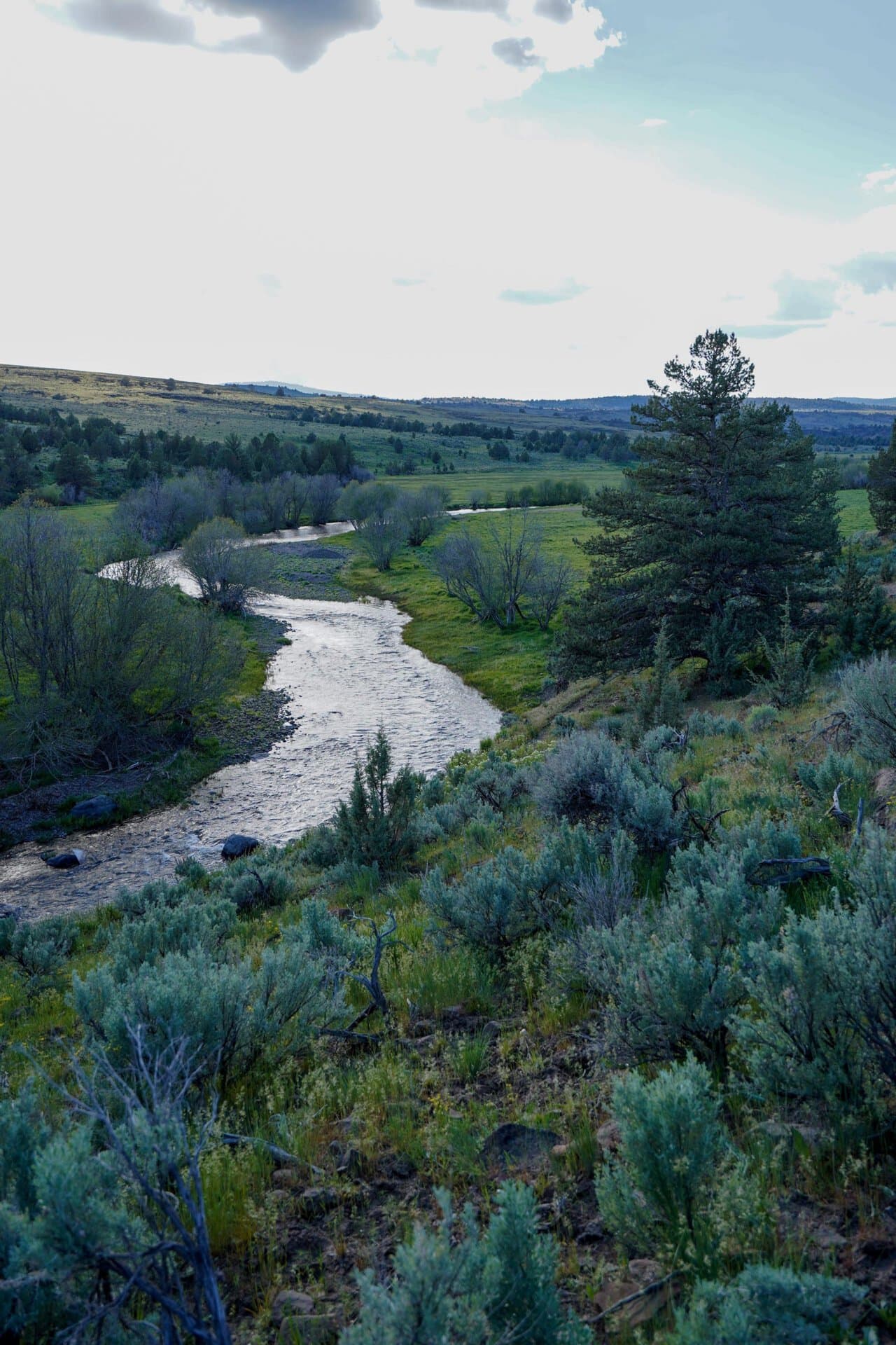 Wide river winding through a grassy, shrub-filled landscape with scattered trees and distant hills under a bright sky.
