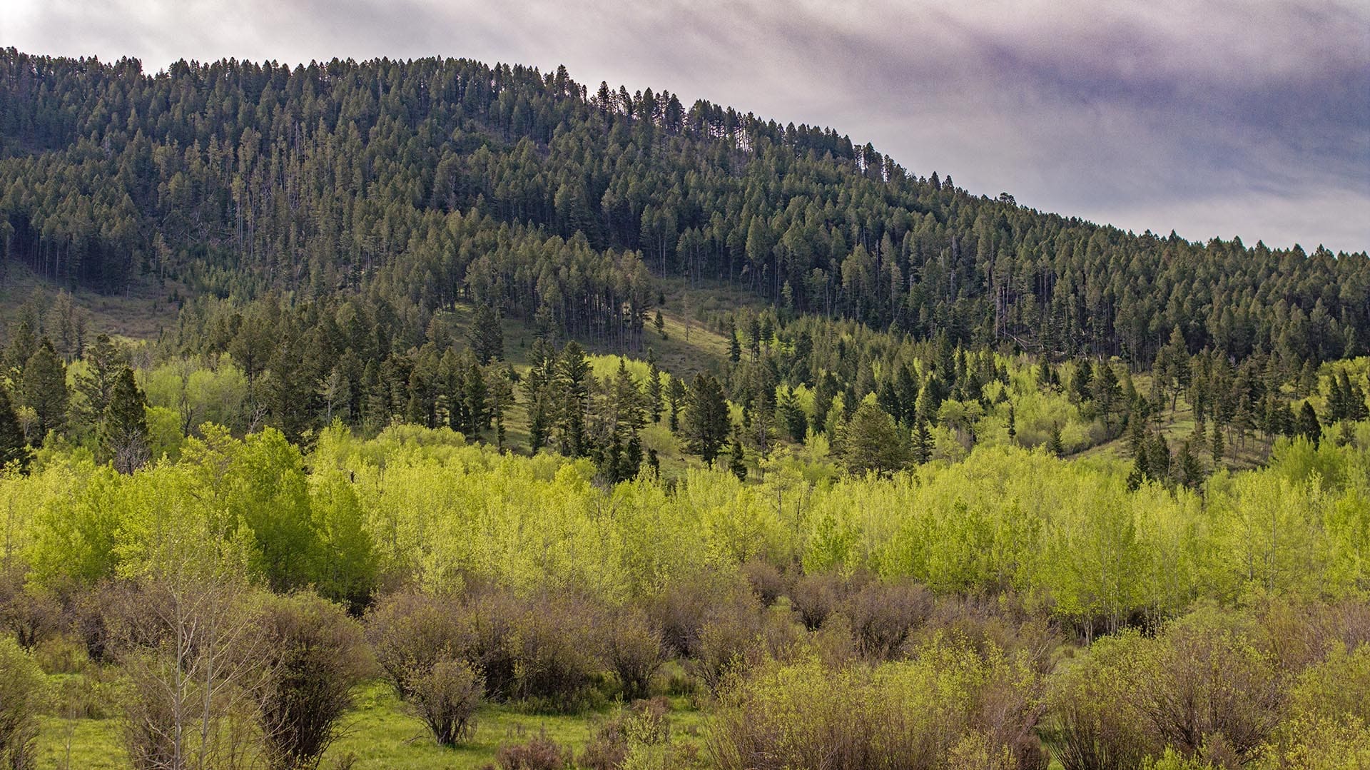 wooded hillside with aspen and pine trees land montana east bridger preserve