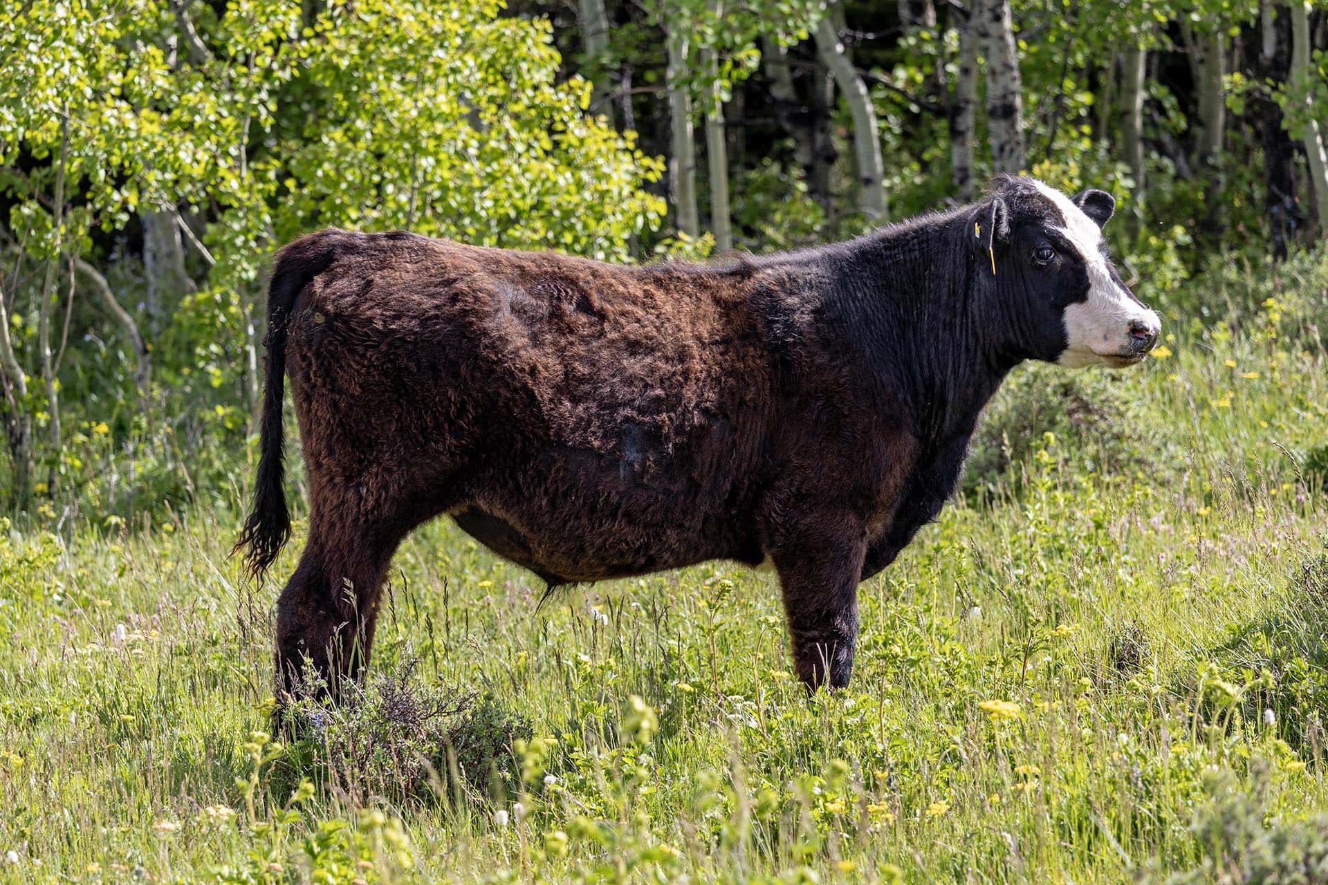 wooded pasture land for sale with cattle montana two medicine legacy ranch