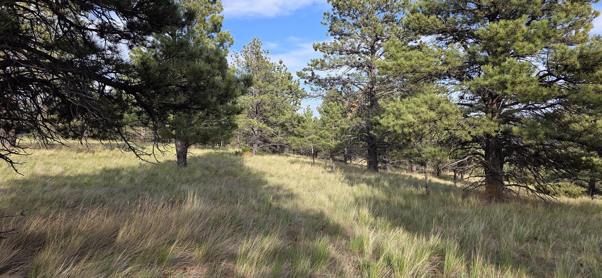 wooded property with pine trees montana springtime ranch on the yellowstone river