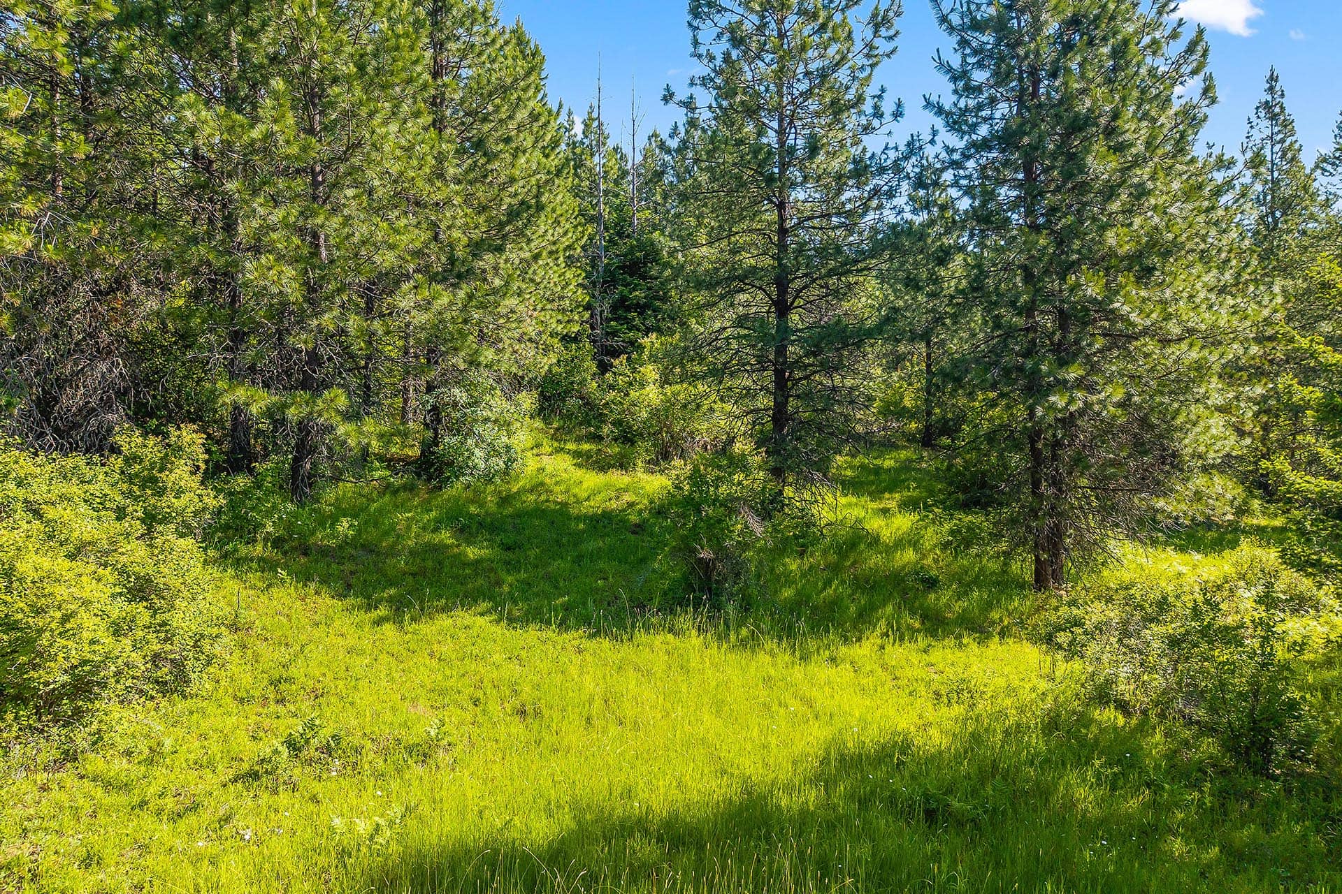 Sunlit pine forest with a grassy clearing and dense undergrowth at the edge of the trees