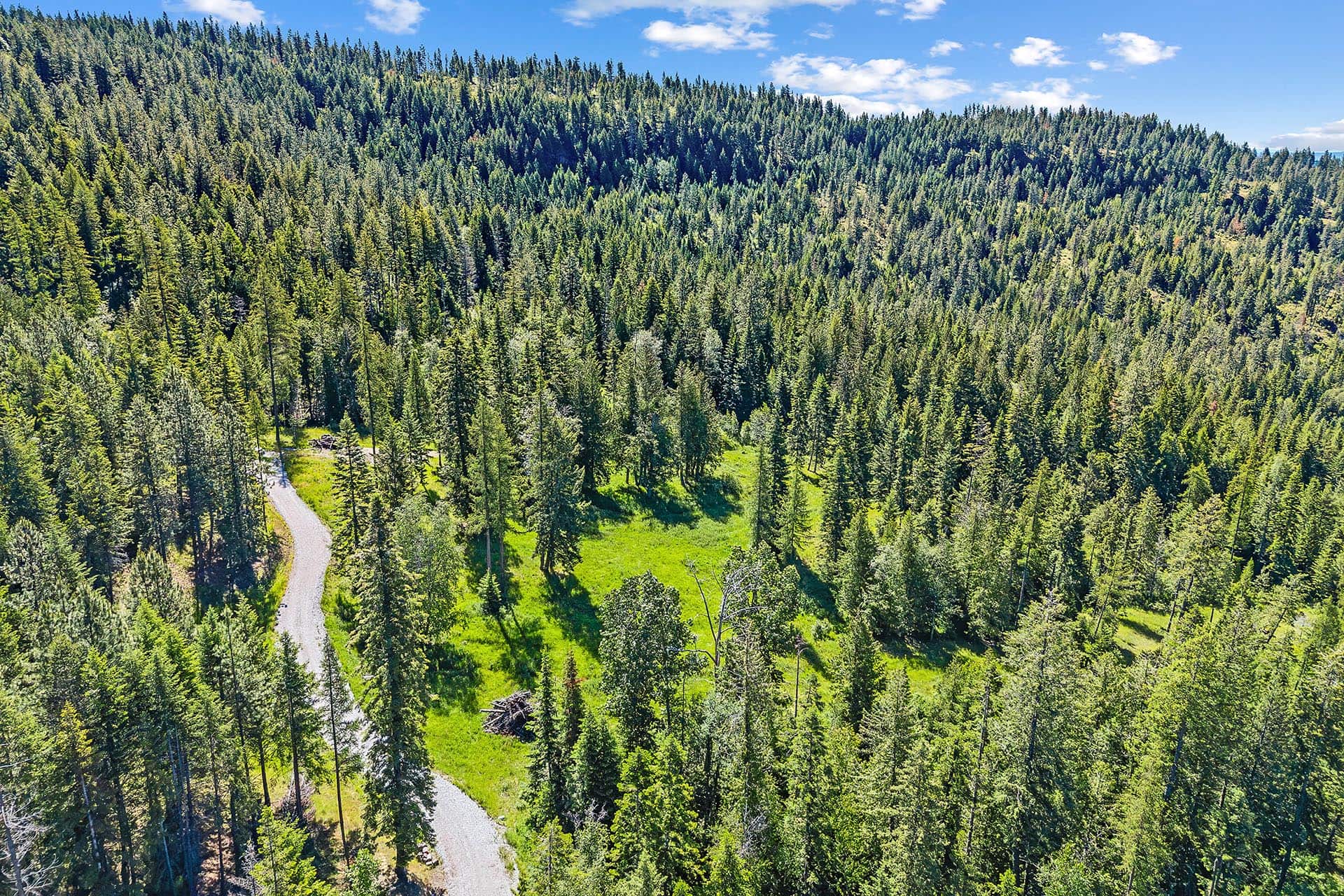 Aerial view of a dense evergreen forest with a winding gravel road cutting through a green clearing.