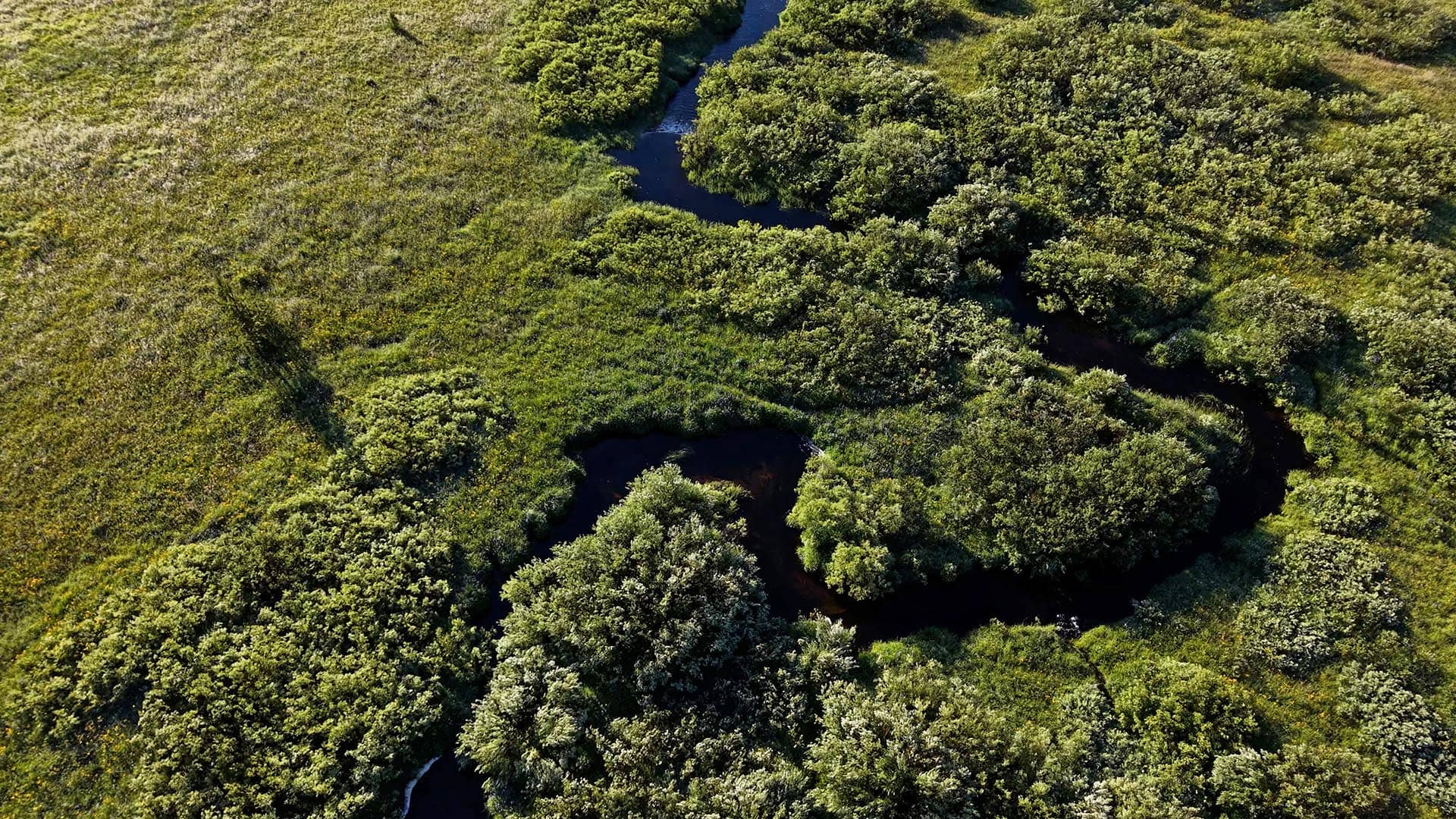 Aerial view of winding water channels weaving through dense green mangrove forest.