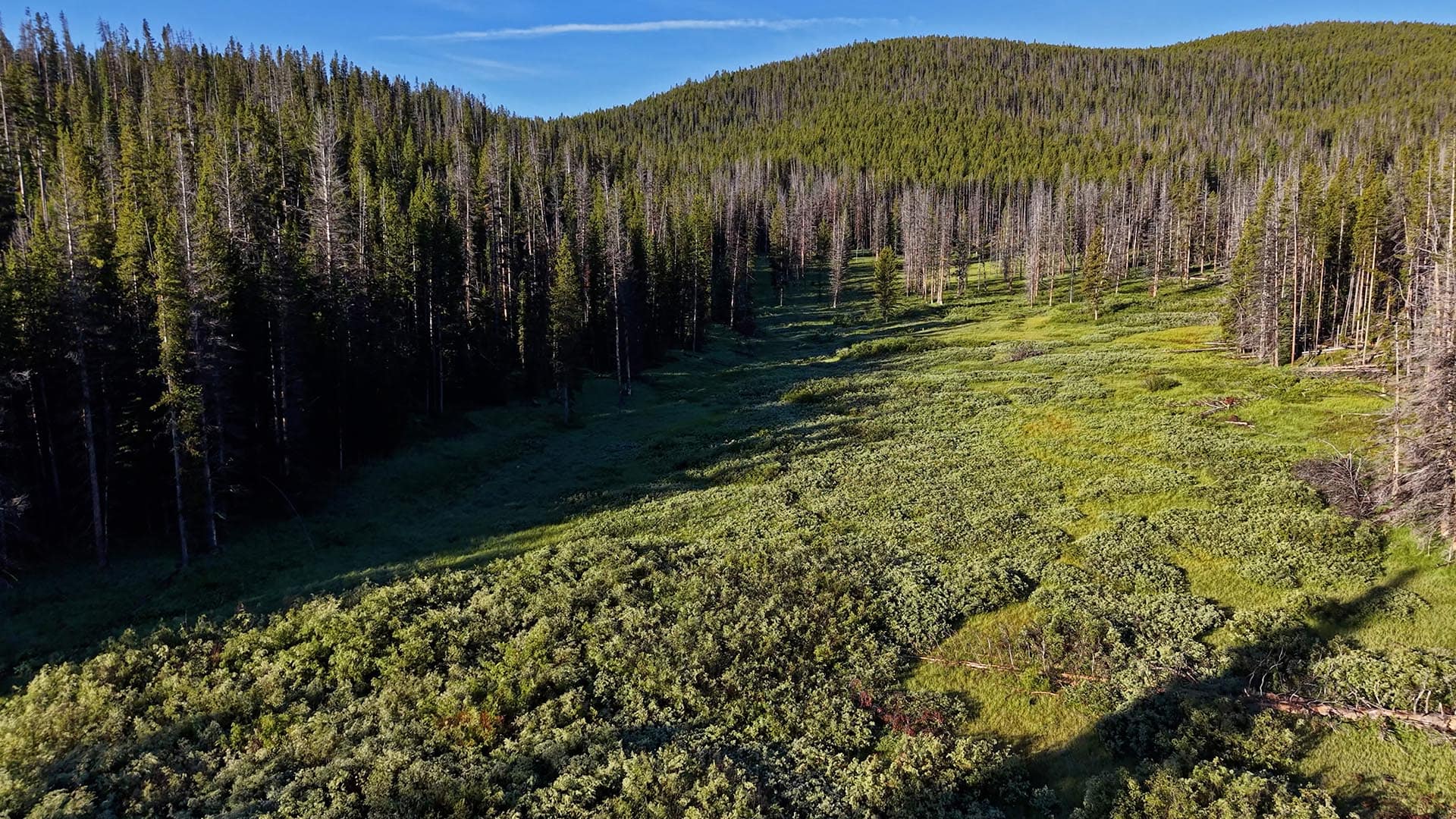 Aerial view of a dense pine forest surrounding a grassy clearing on a hillside under a blue sky