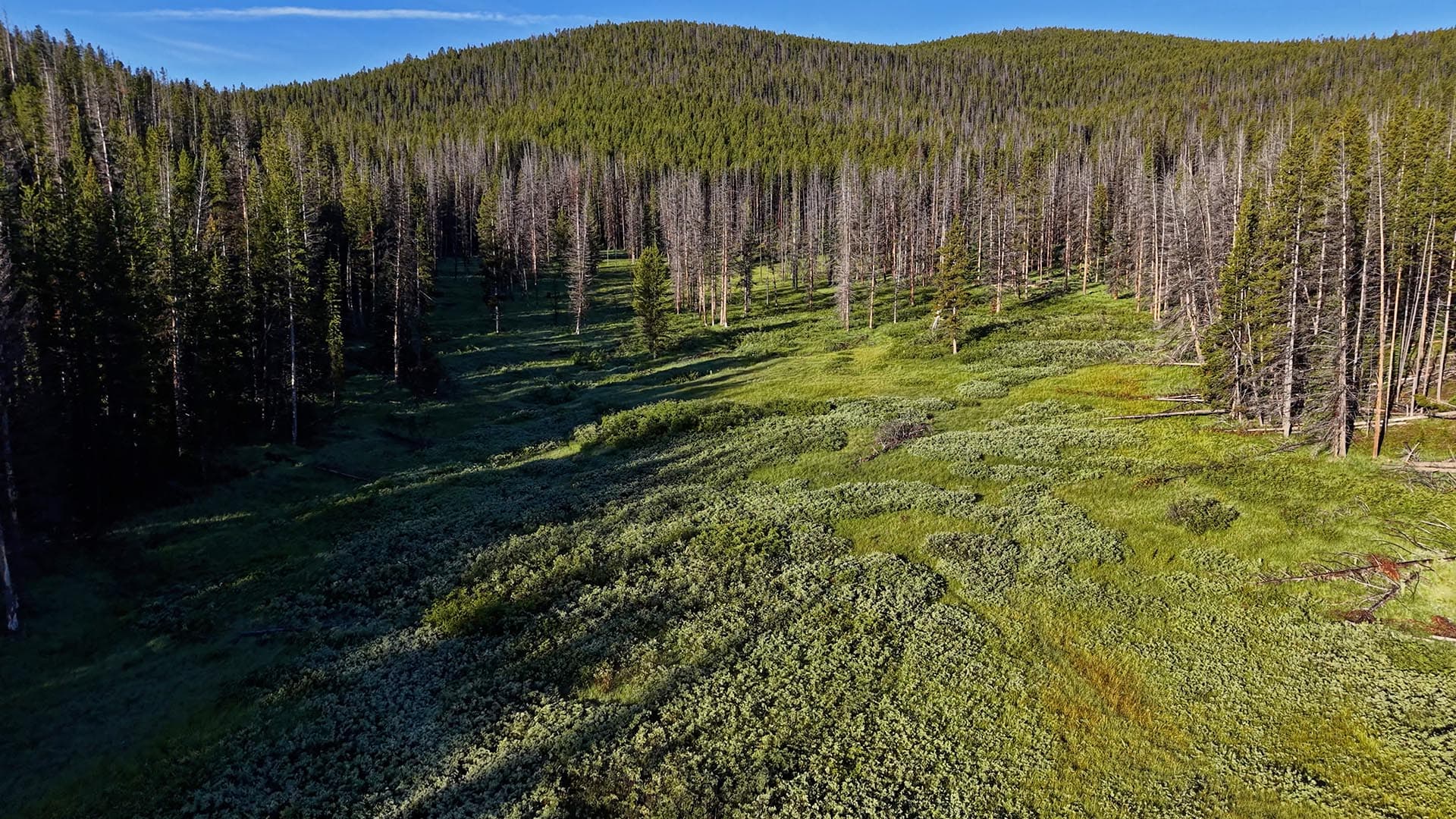 Aerial view of a hillside forest with dense green trees and a sunlit meadow in the foreground under a blue sky.