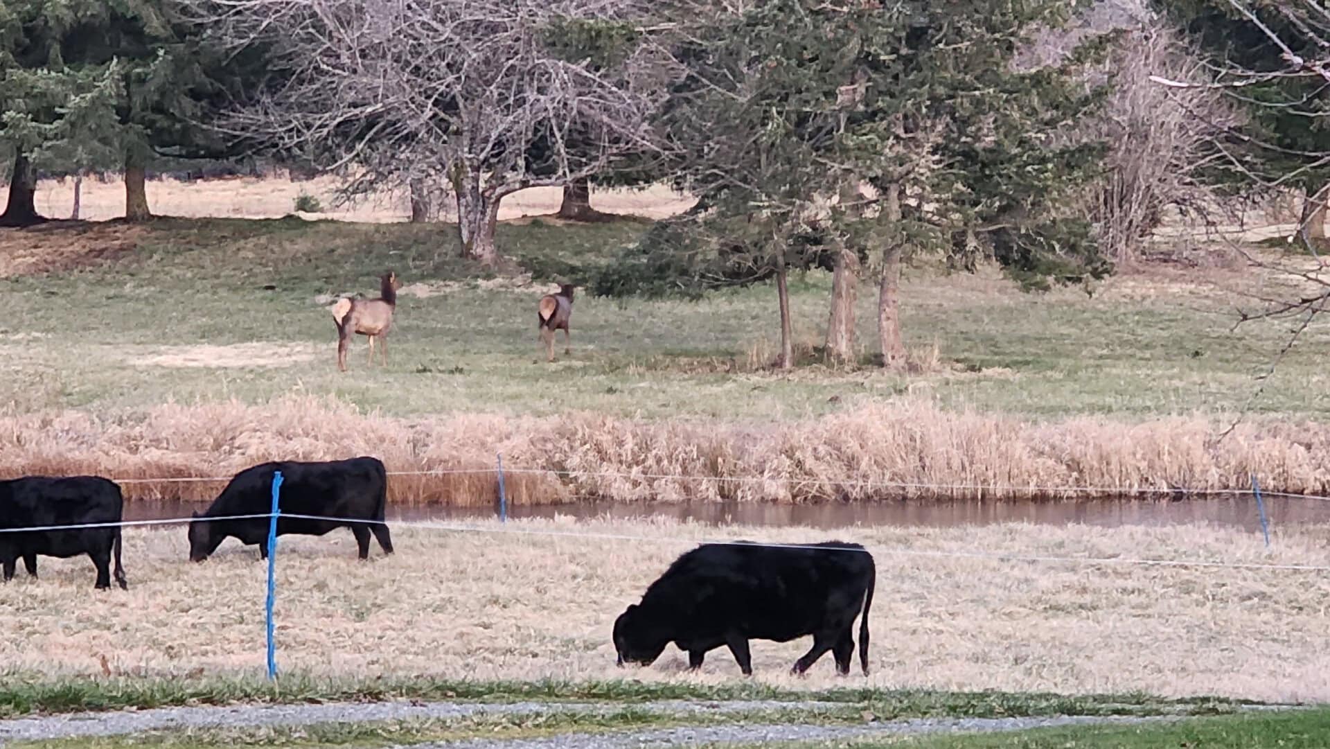Cattle and Elk Washington Still Water Retreat