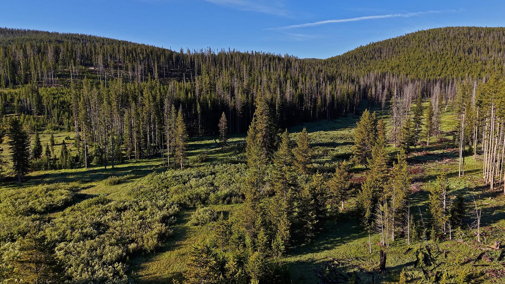 Aerial view of a dense conifer forest on rolling hills under a clear blue sky
