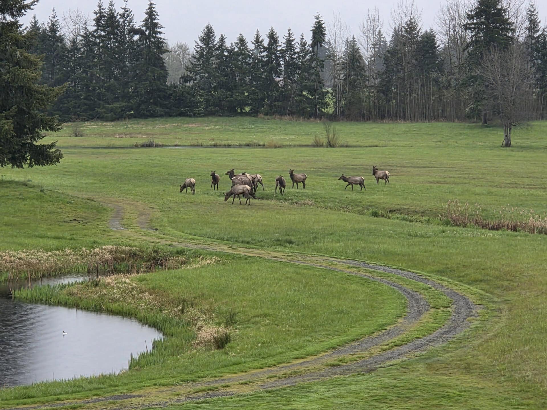 Elk Grazing in Field Washington Still Water Retreat