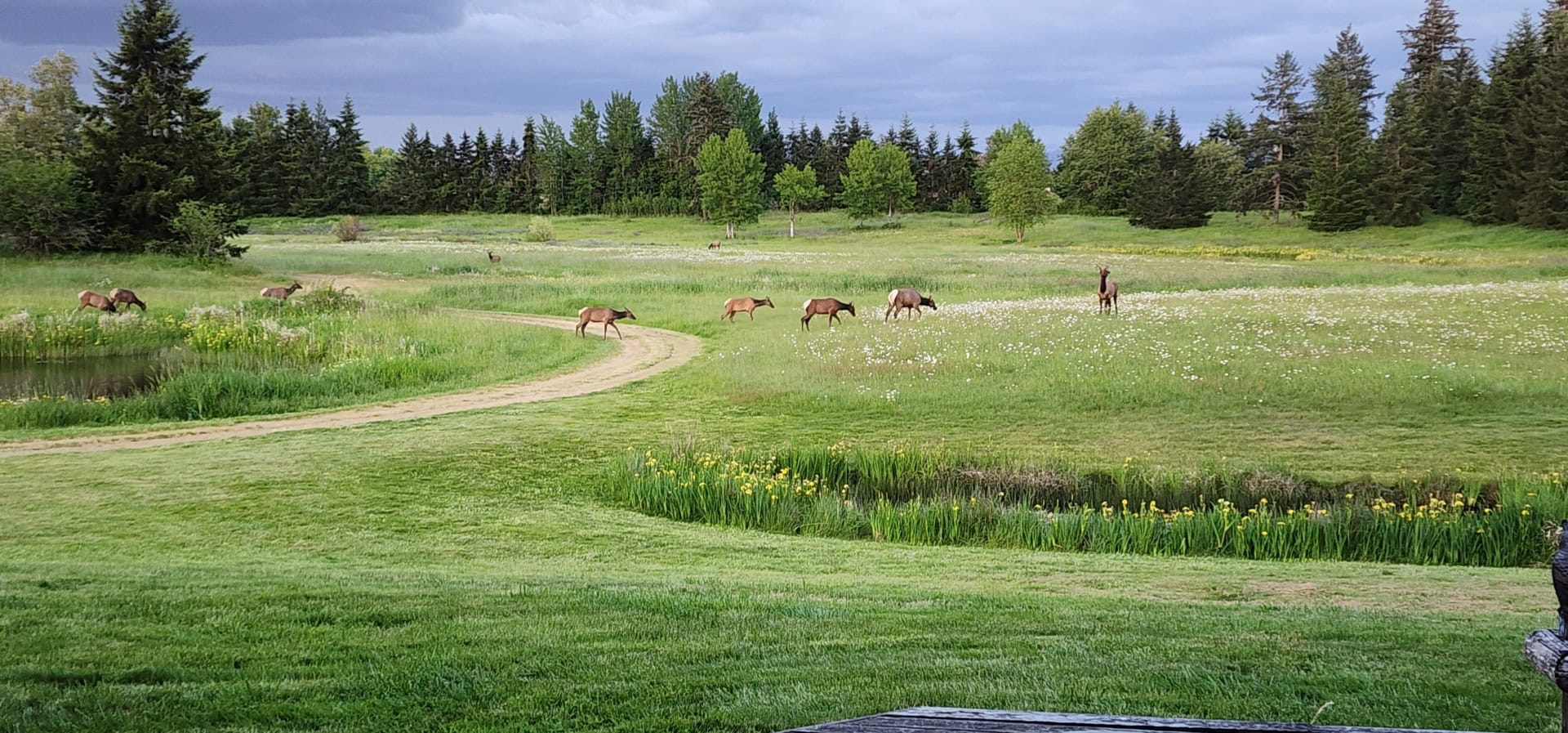 Elk Hunting Private Property Washington Still Water Retreat
