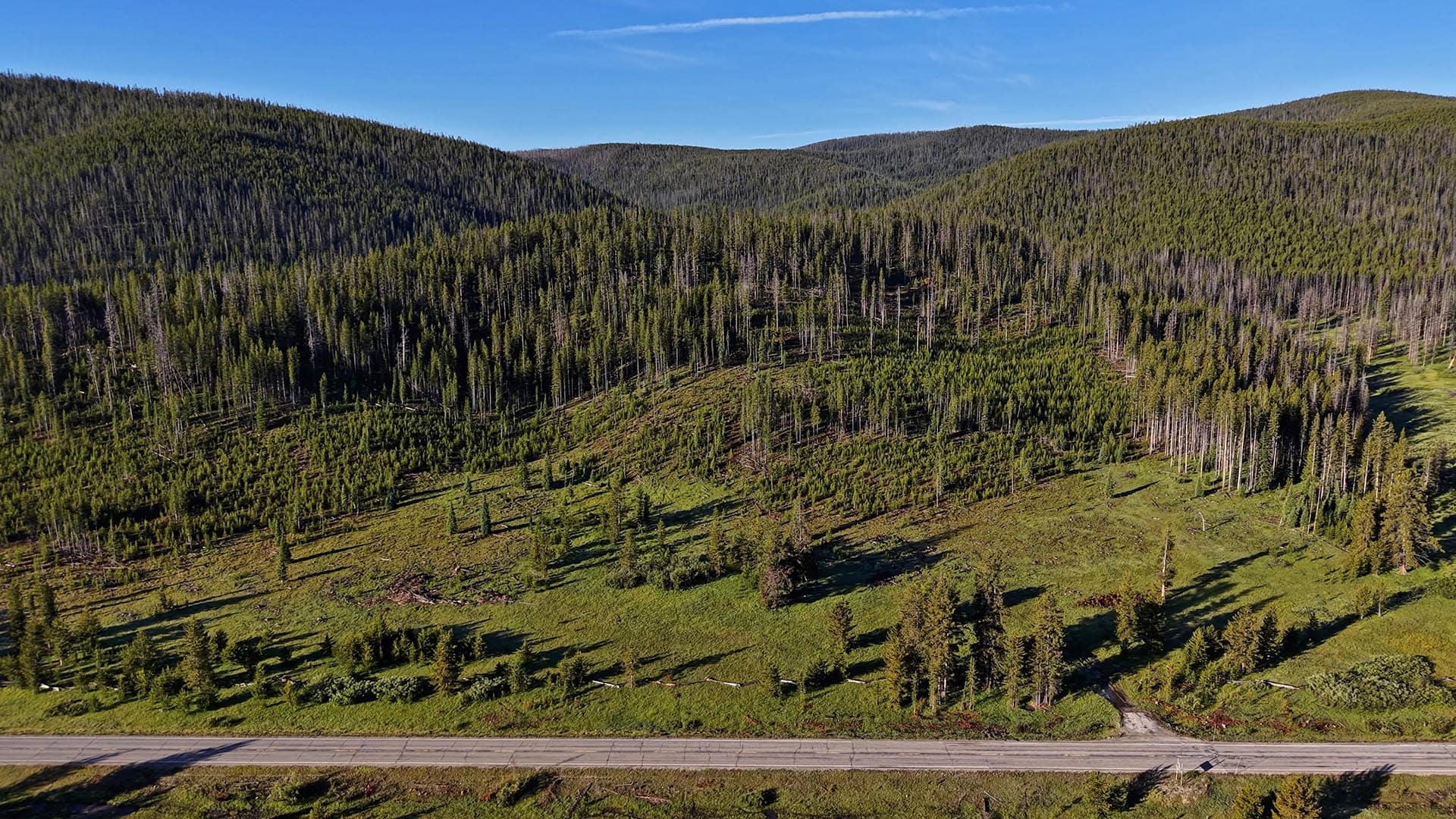 Aerial view of a dense forest on rolling hills under a blue sky, with a road running along the bottom edge of the image.