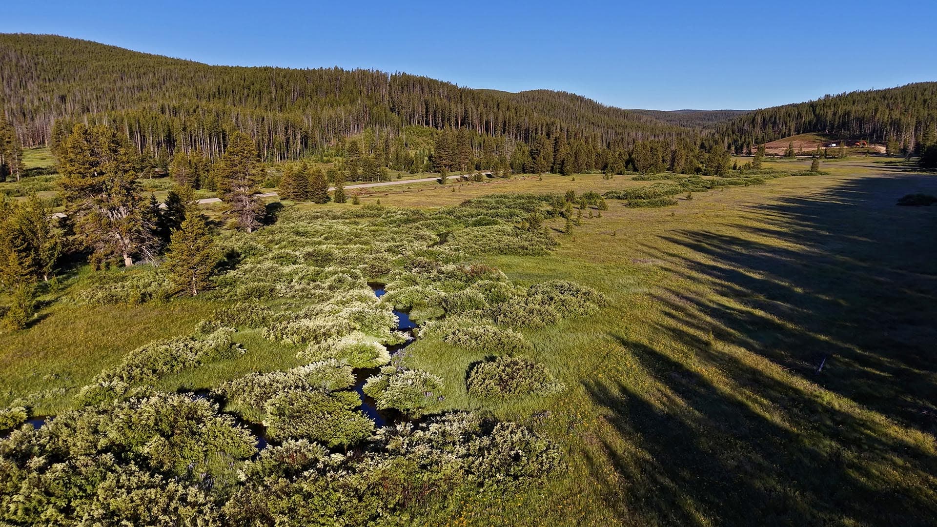 Aerial view of a green meadow with a winding stream, shrubs, and a dense pine forest under a clear blue sky.