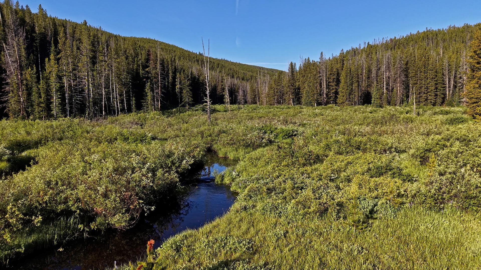 Sunlit meadow with dense shrubs and a small stream, bordered by evergreen forest under a clear blue sky.