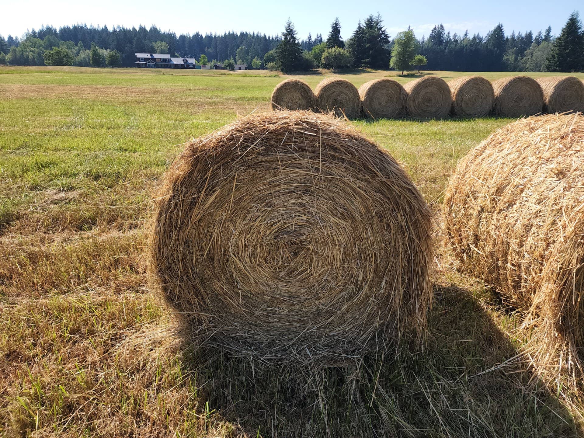 Close-up of a large round hay bale in a sunlit field with more bales and trees in the distance.