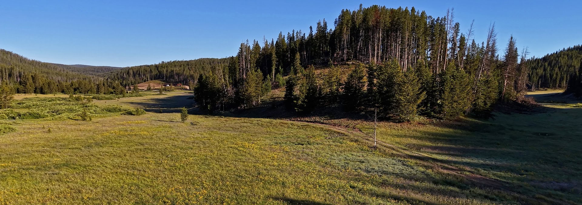 Open meadow with yellow wildflowers leading to a forested hillside under a clear blue sky.