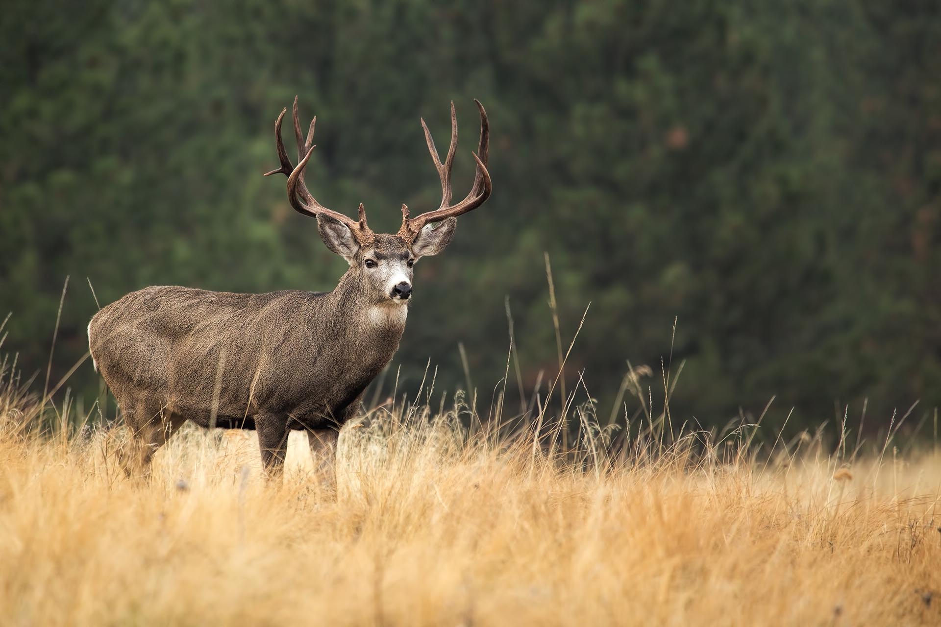 Male deer with large antlers standing in tall golden grass, with a dark green forest in the background.