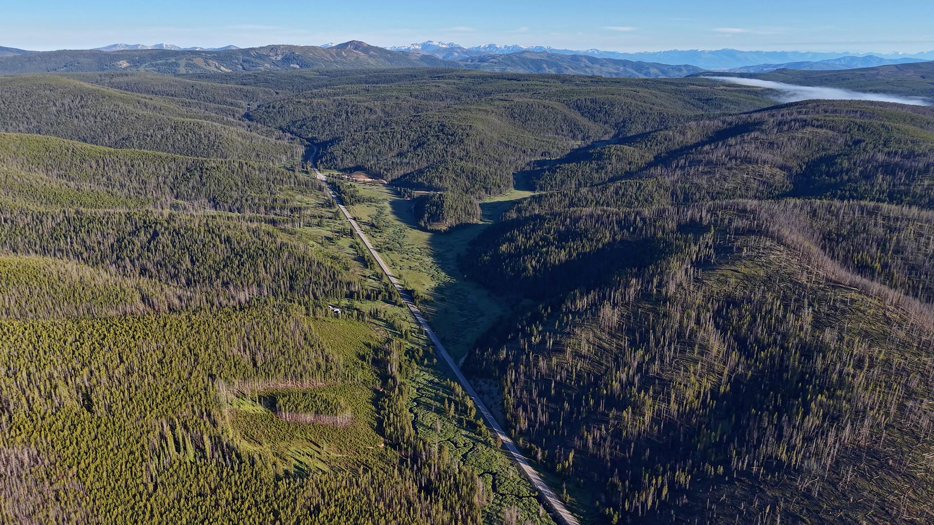 Aerial view of a winding road cutting through dense pine forest in a valley with snow-capped mountains in the distance.