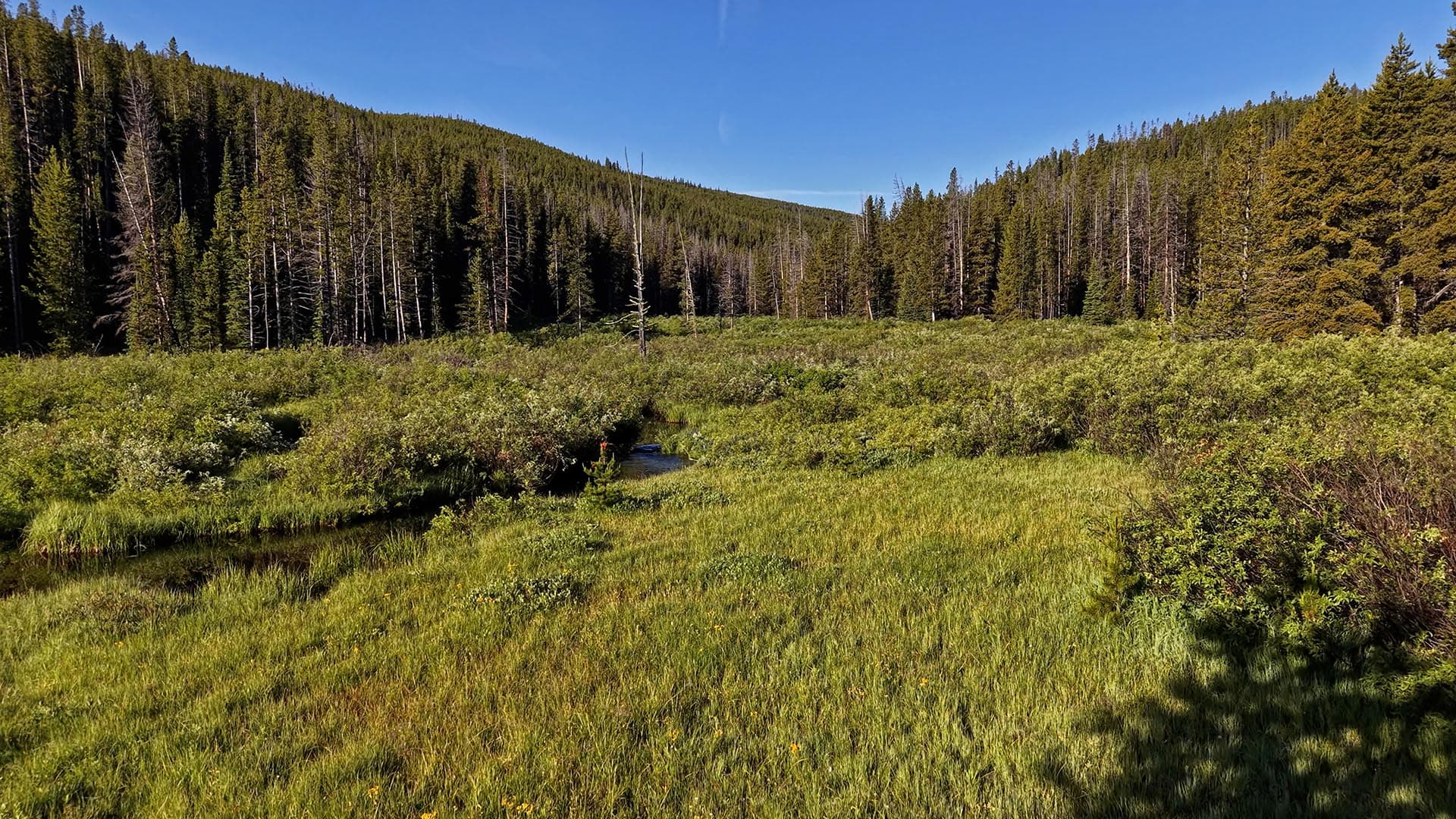 Grassy meadow with a small creek, backed by dense evergreen forest under a clear blue sky.