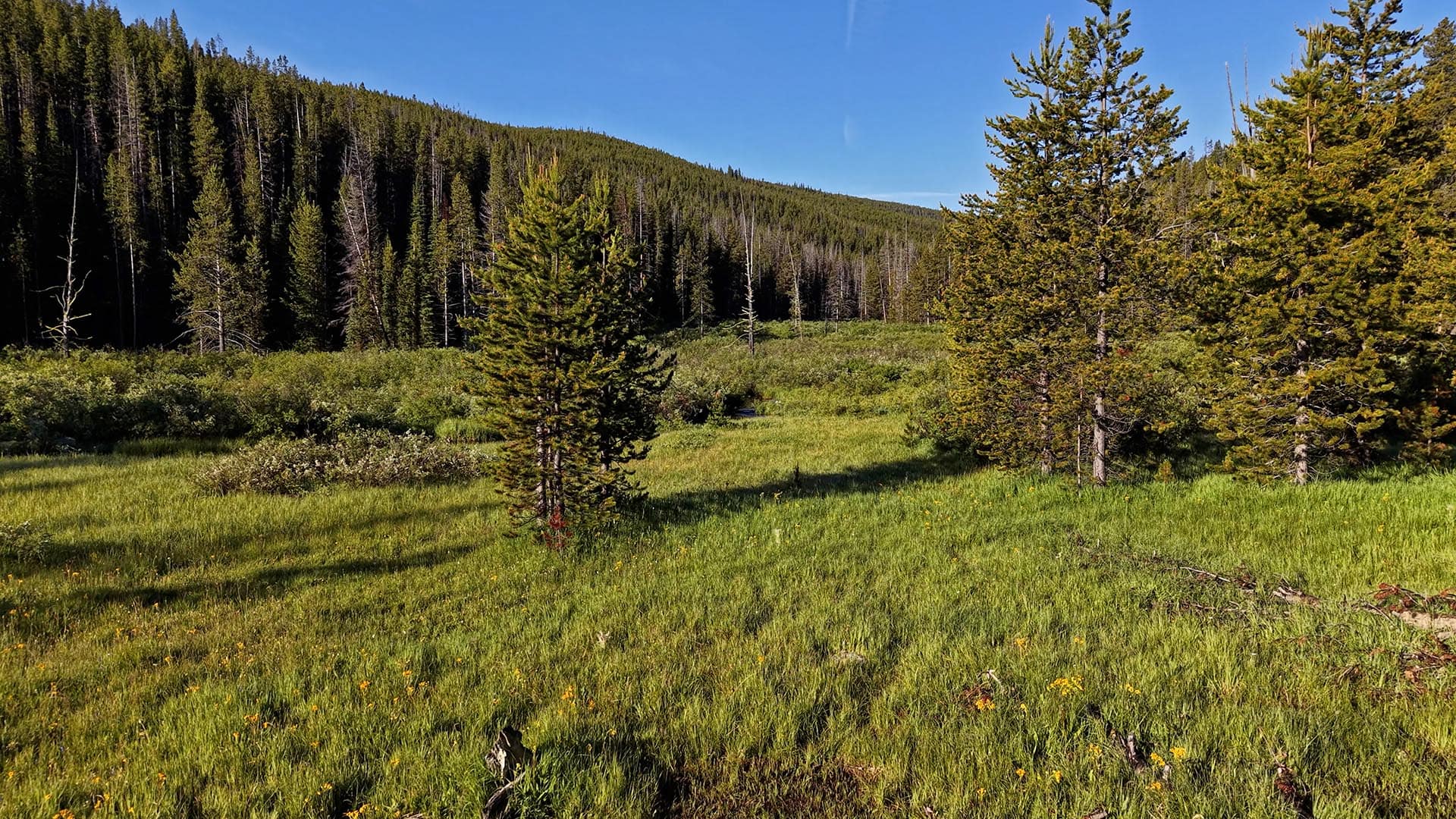 Sunlit meadow with green grass and small yellow wildflowers, edged by a dense evergreen forest under a clear blue sky.