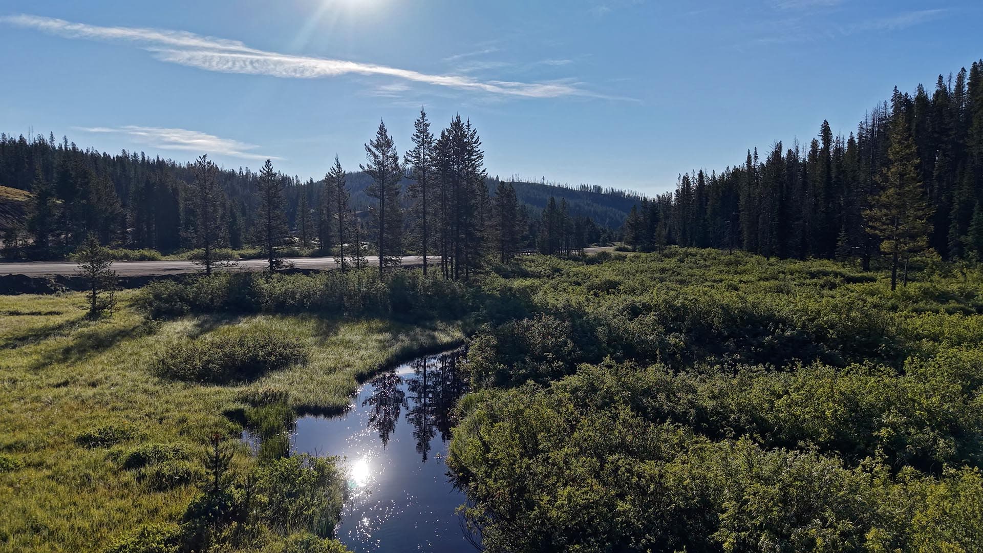 Sunlit evergreen forest with a narrow road, a grassy foreground, and a small reflective stream under a clear blue sky, mountains in the distance.