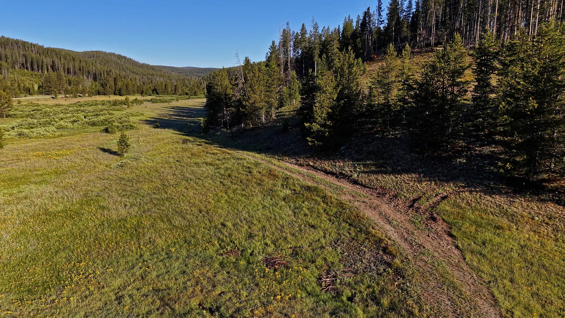 Wide meadow with yellow wildflowers and a dirt trail winding toward a pine forest under a clear blue sky.