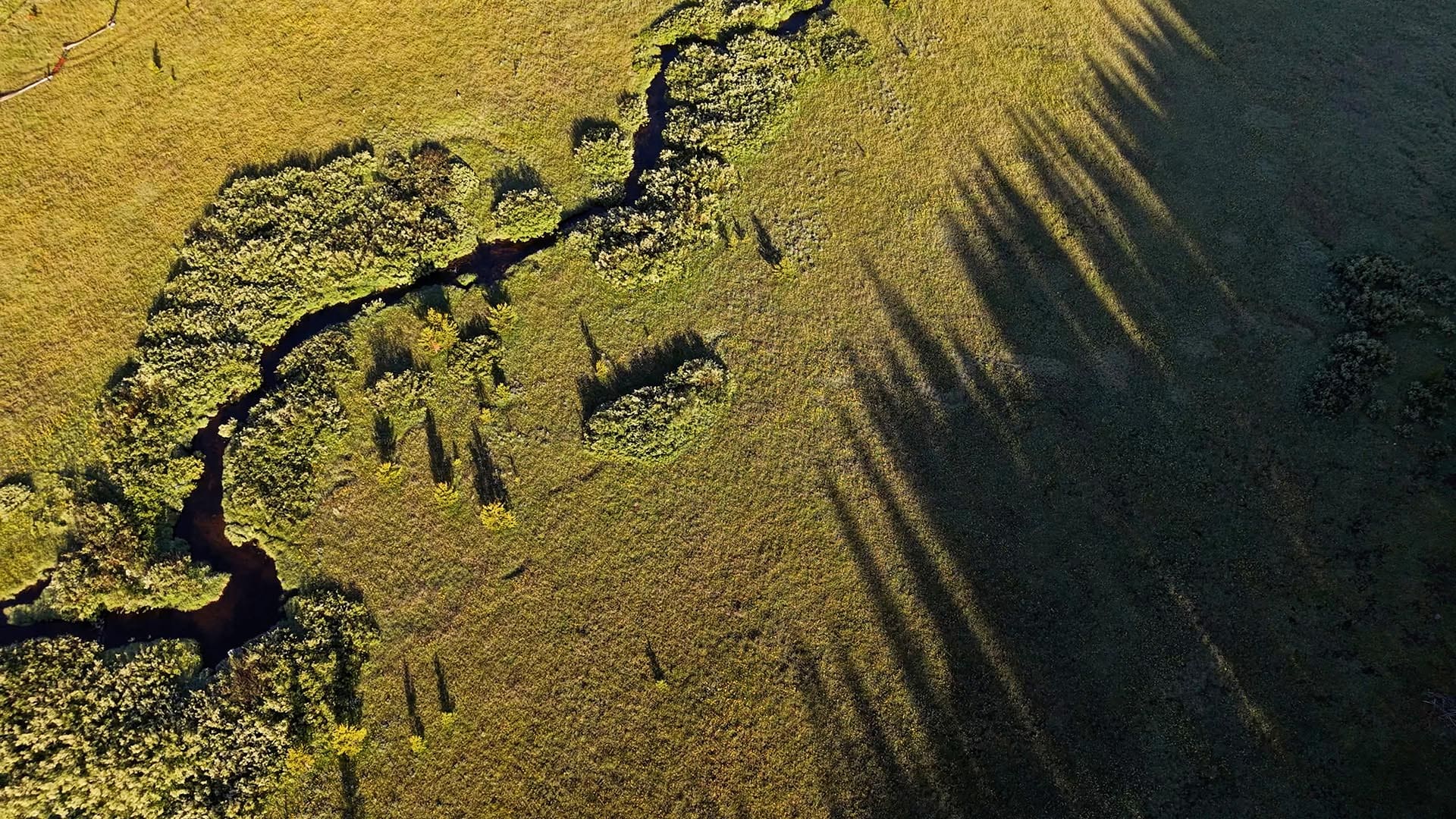 Aerial view of a grassy field with clusters of trees along a winding edge and long shadows cast by the trees.