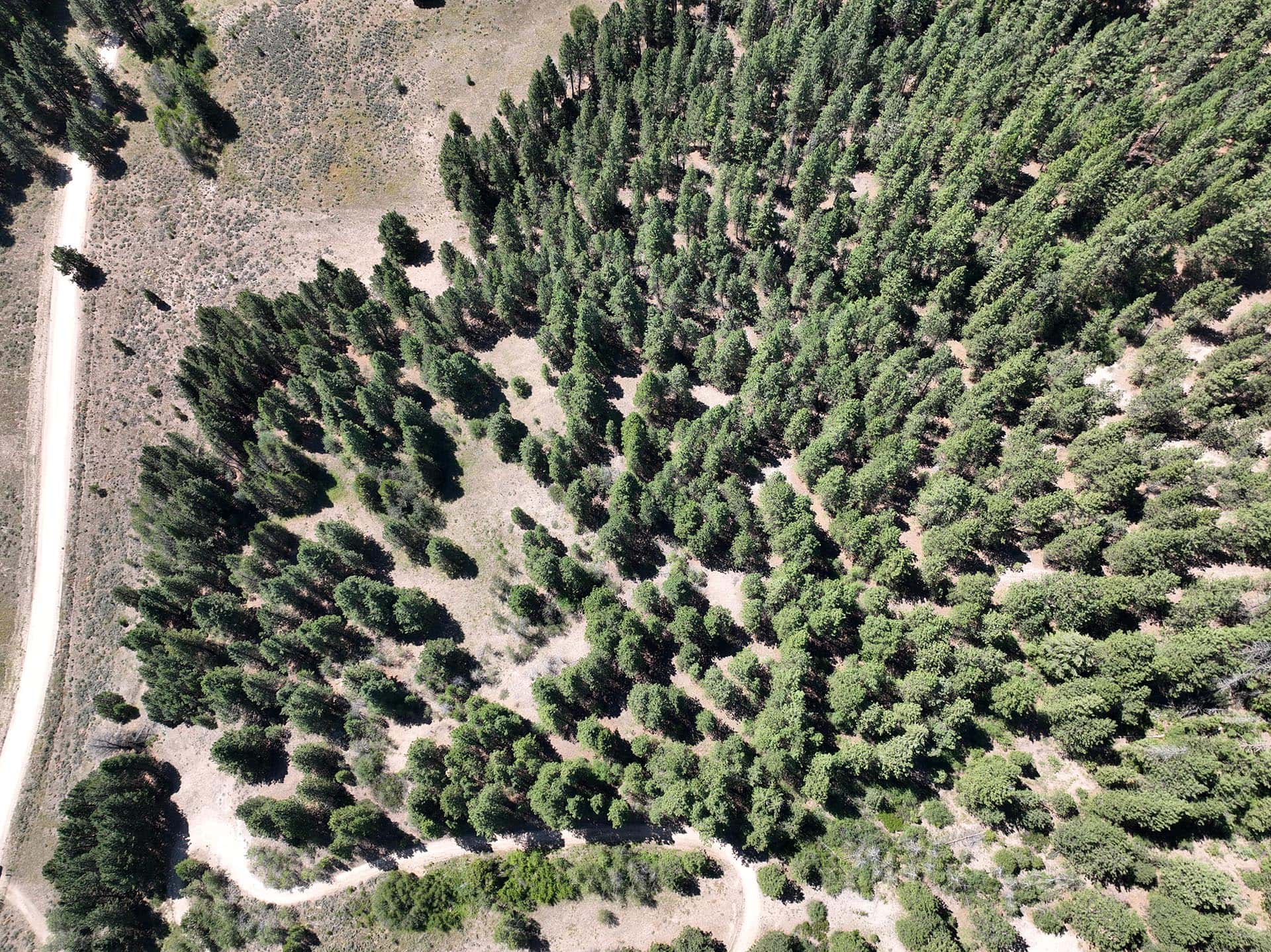 aerial forest treeline road idaho mountain land and lots