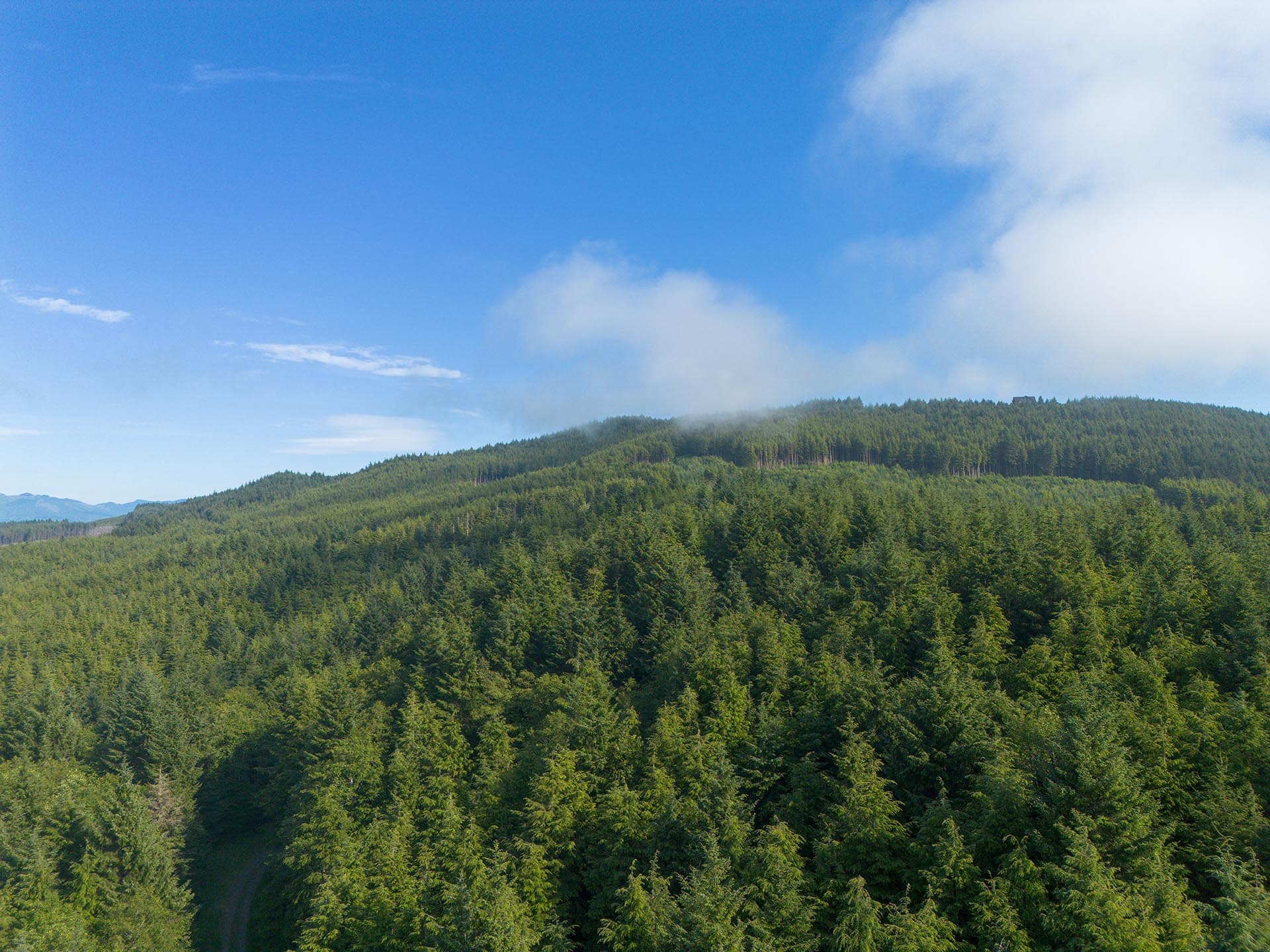 Aerial view of a dense green forest on rolling hills under a clear blue sky with a few clouds.