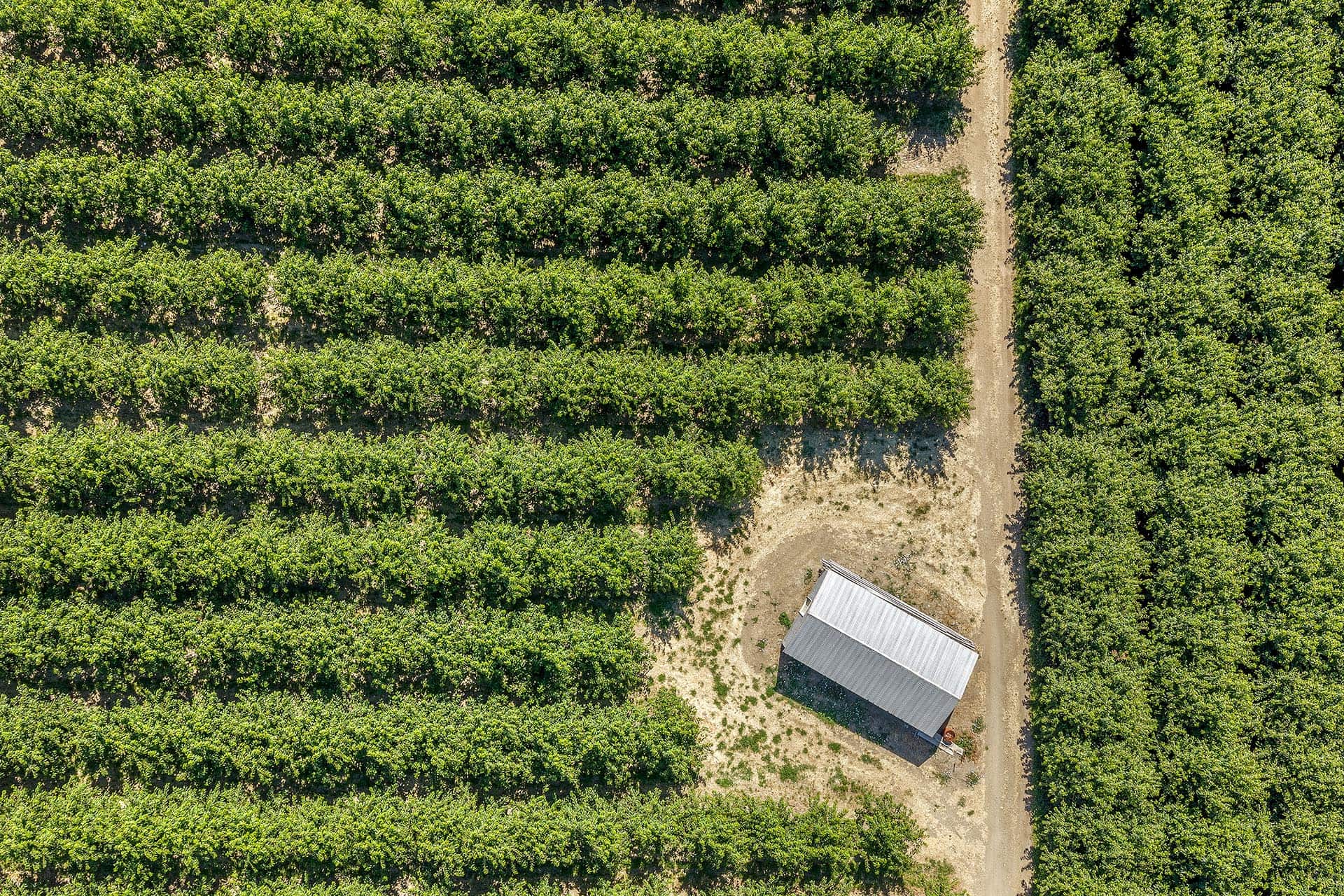 Aerial view of an orchard with parallel rows of green trees and a dirt path running through the center; a metal-roof building sits at the bottom-right.