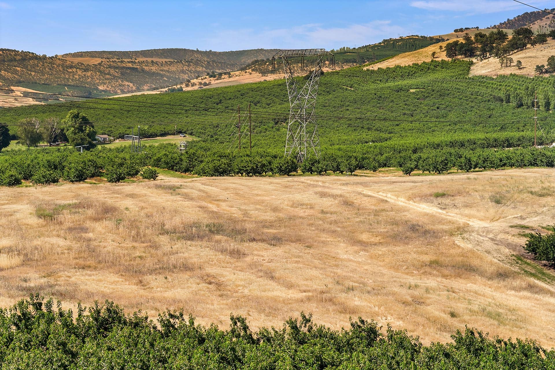 Orchard rows in a dry valley with a tall metal power pylon and distant hills under a blue sky.