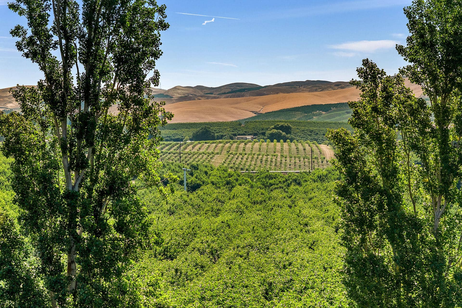 Scenic farmland framed by green trees, with rows of crops and distant brown hills under a clear blue sky.