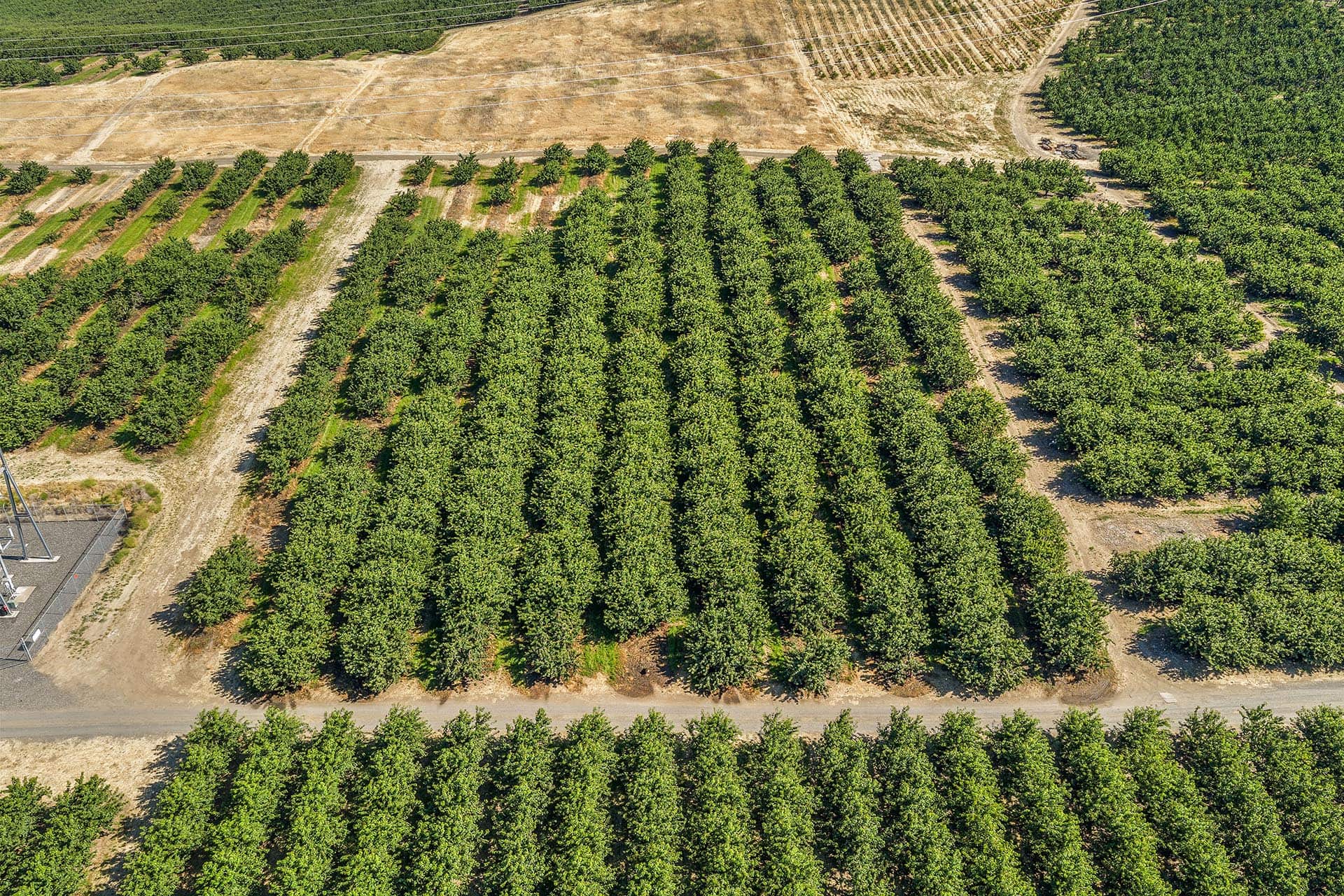 Aerial view of a tree farm with evenly spaced rows of green trees and dirt roads.