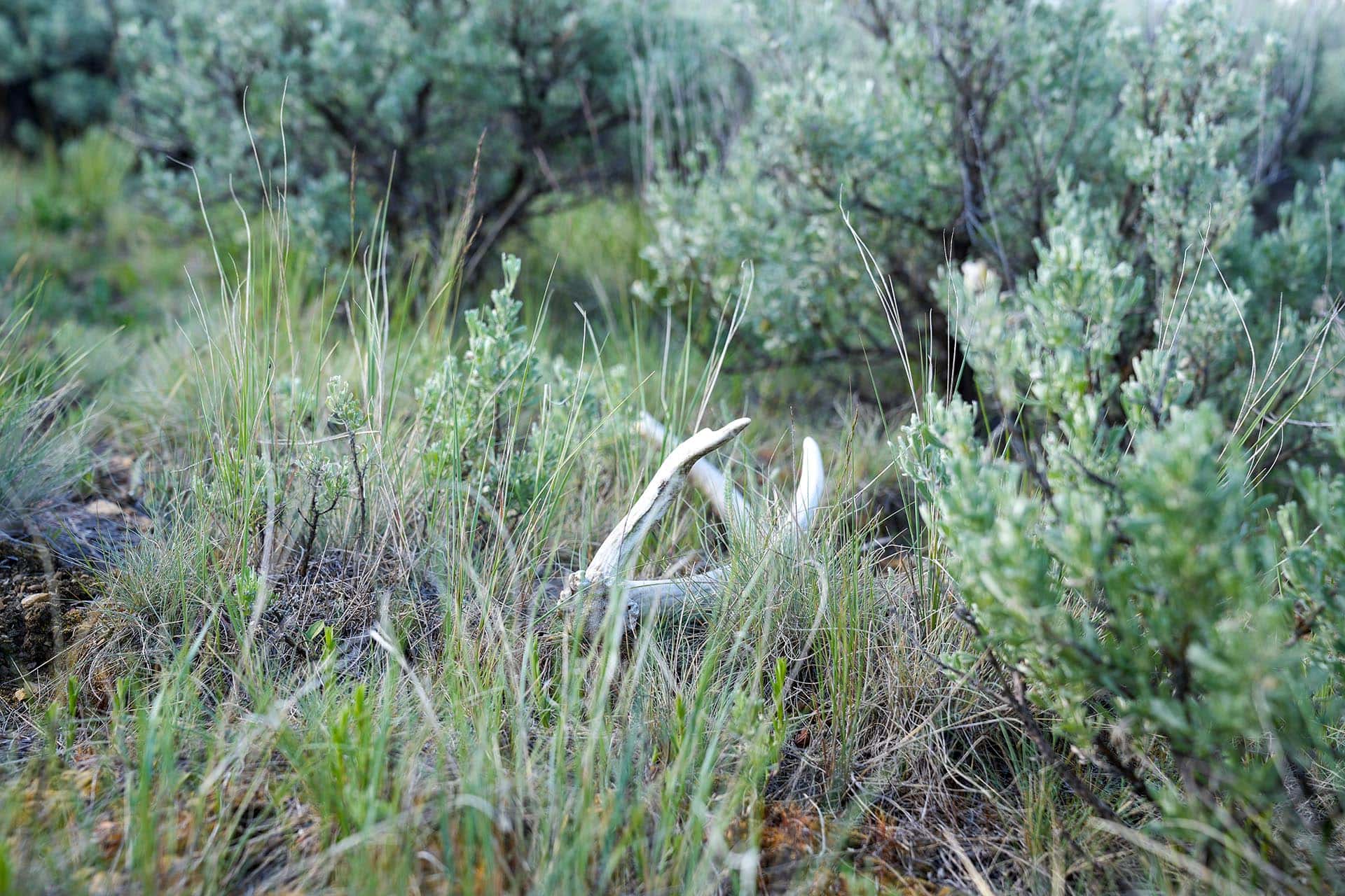 antler shed montana running j ranch