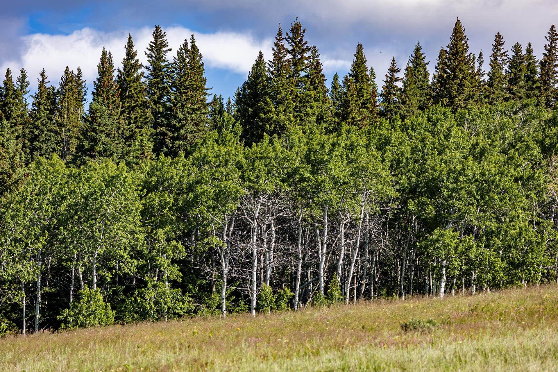 aspen forest land montana cutbank creek fishing retreat