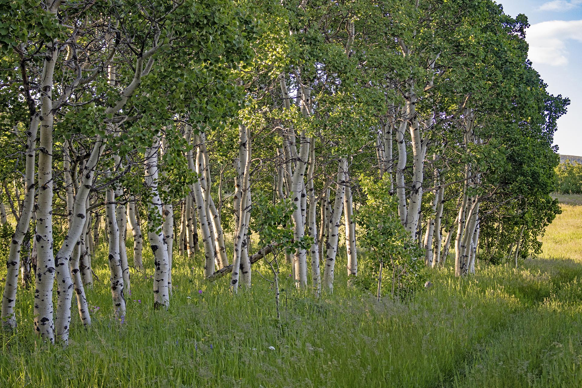 aspen forest land montana st. mary overlook