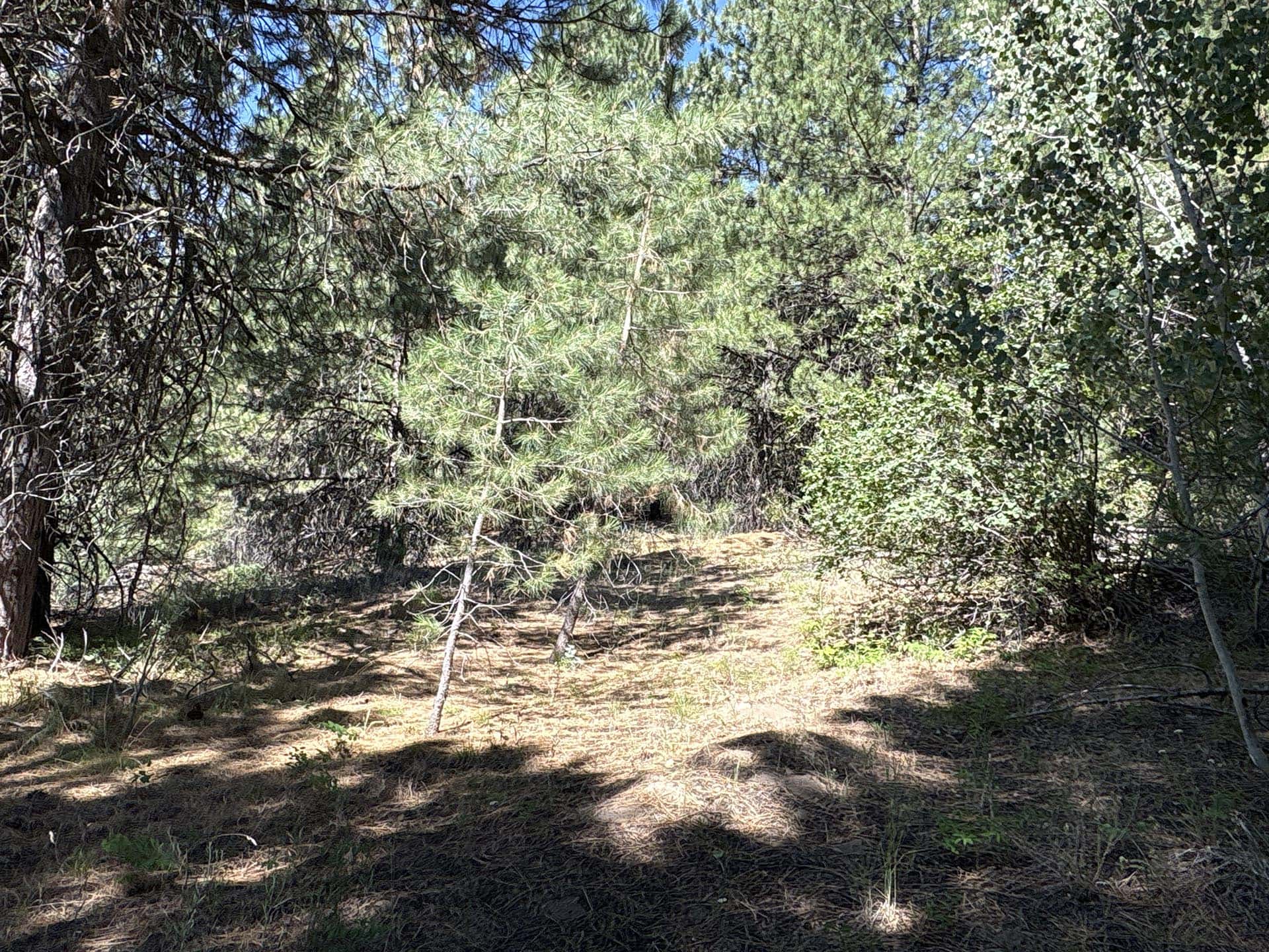 aspen grove forest clearing idaho mountain land and lots