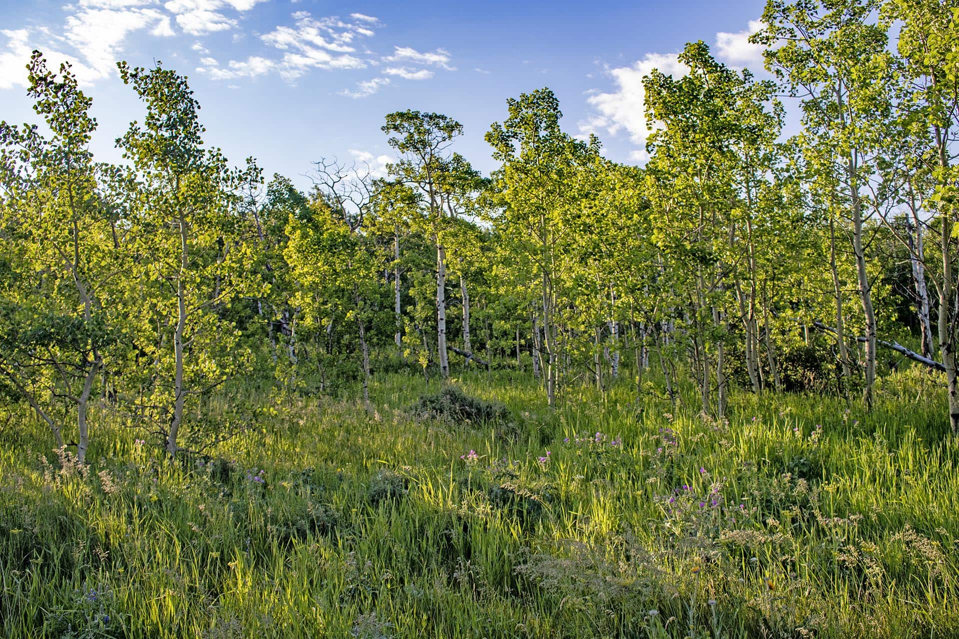 aspen grove recreational land montana st. mary overlook