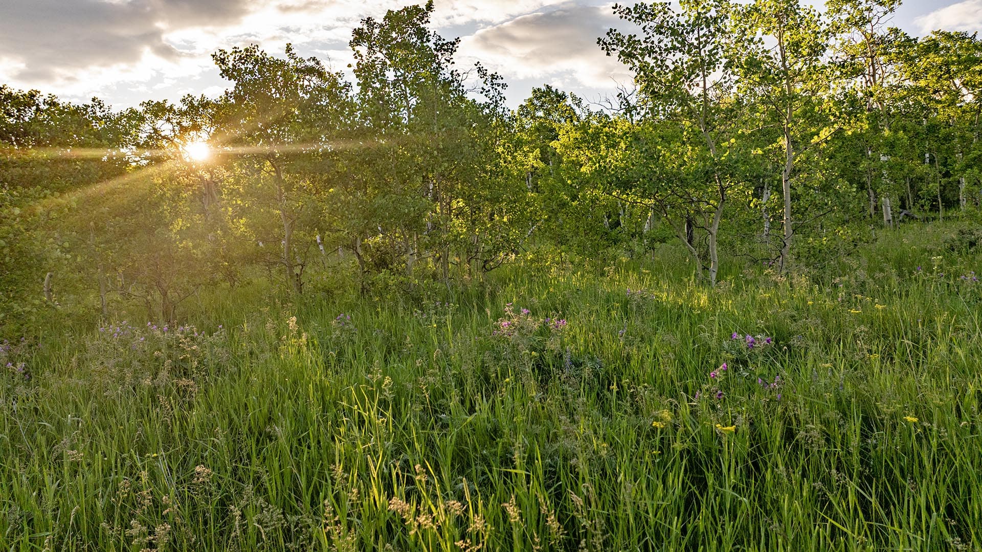 aspen grove wildflower meadow land montana st. mary overlook