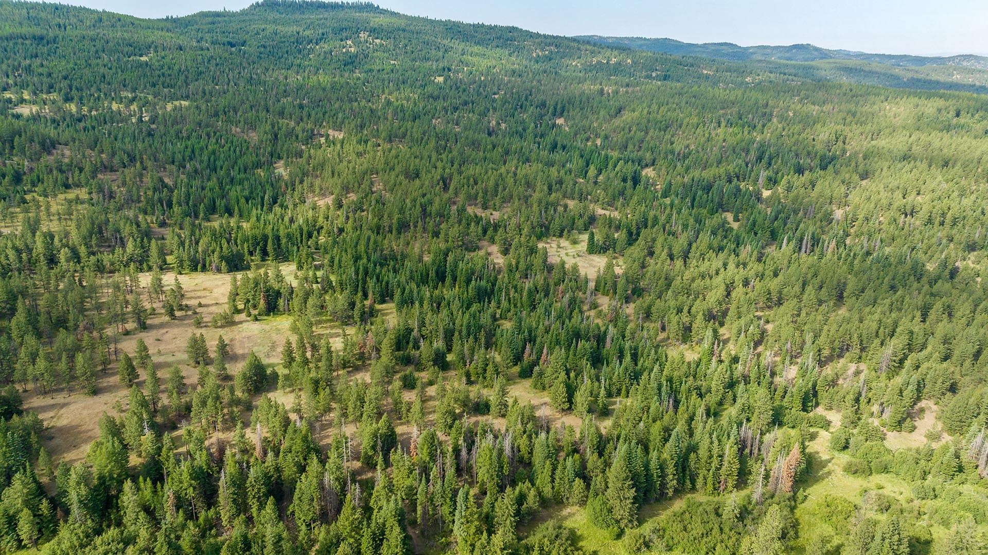 Aerial view of a vast evergreen forest covering rolling hills with scattered clearings under a blue sky.