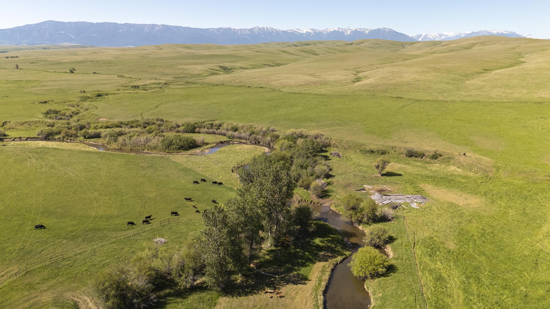 black cows swimming hole montana j lazy j ranch