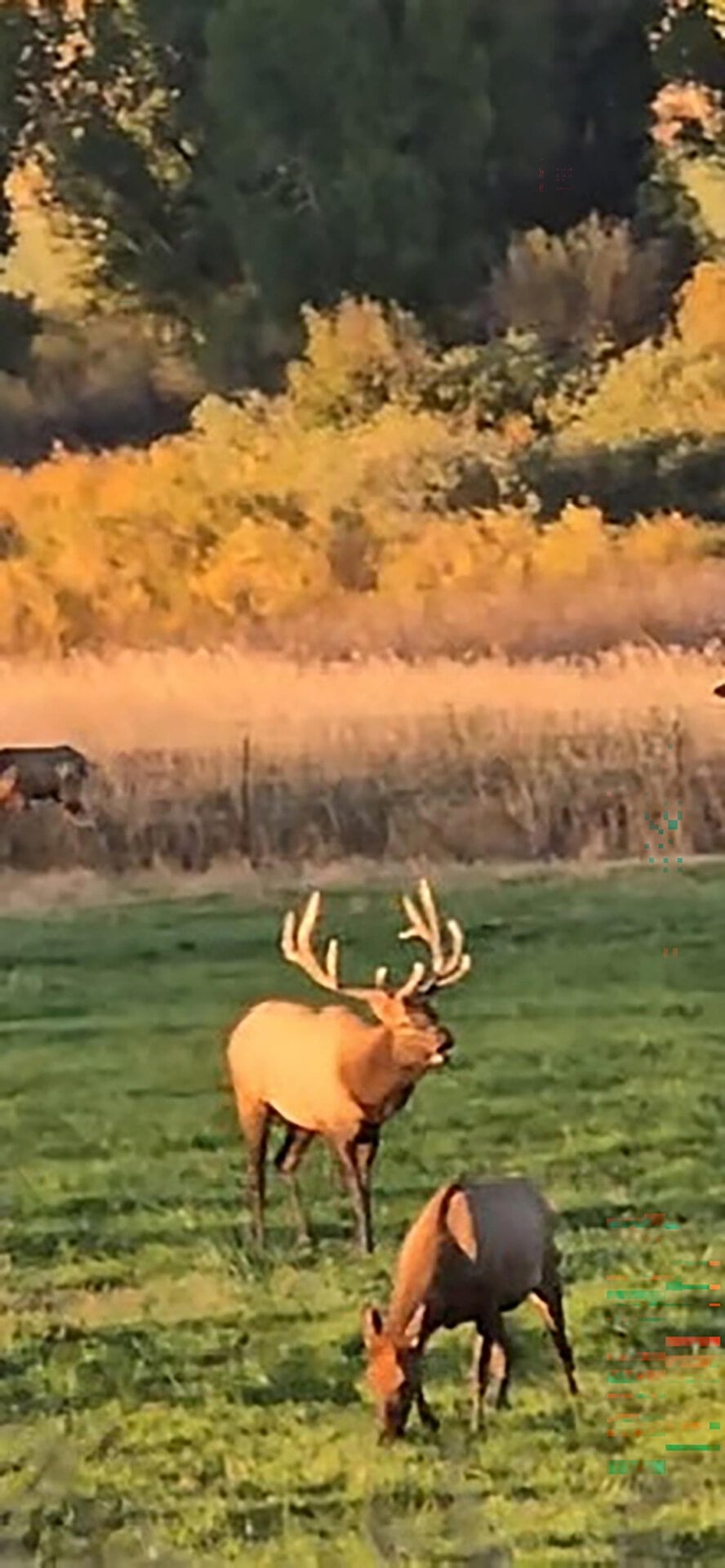 Two elk grazing in a sunlit field with autumn trees in the background; the buck has large, branching antlers.