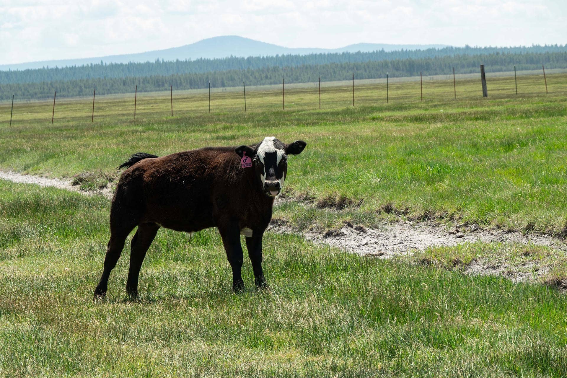 calf stretch oregon bar y ranch & pivots