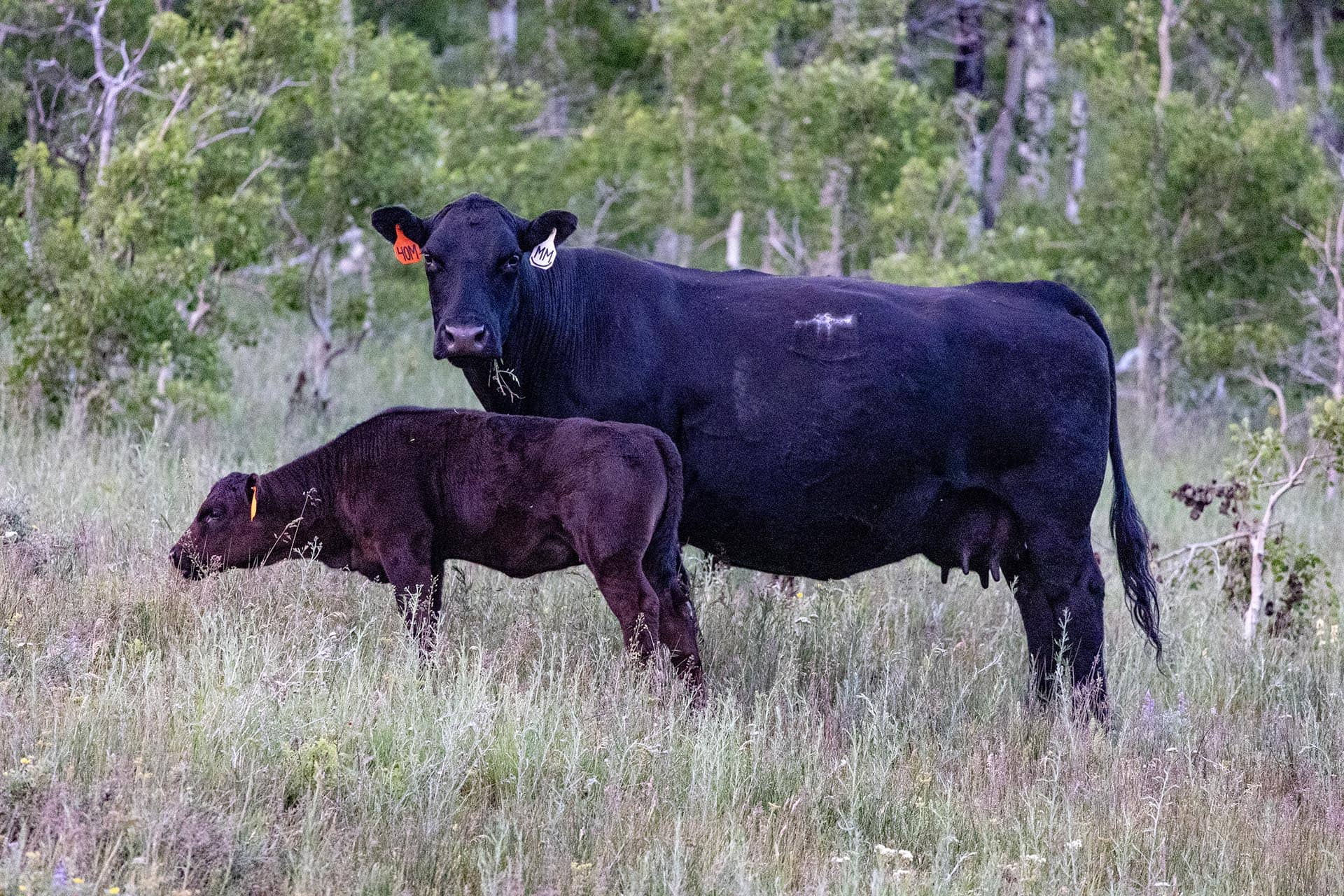 cattle grazing land montana cutbank creek fishing retreat