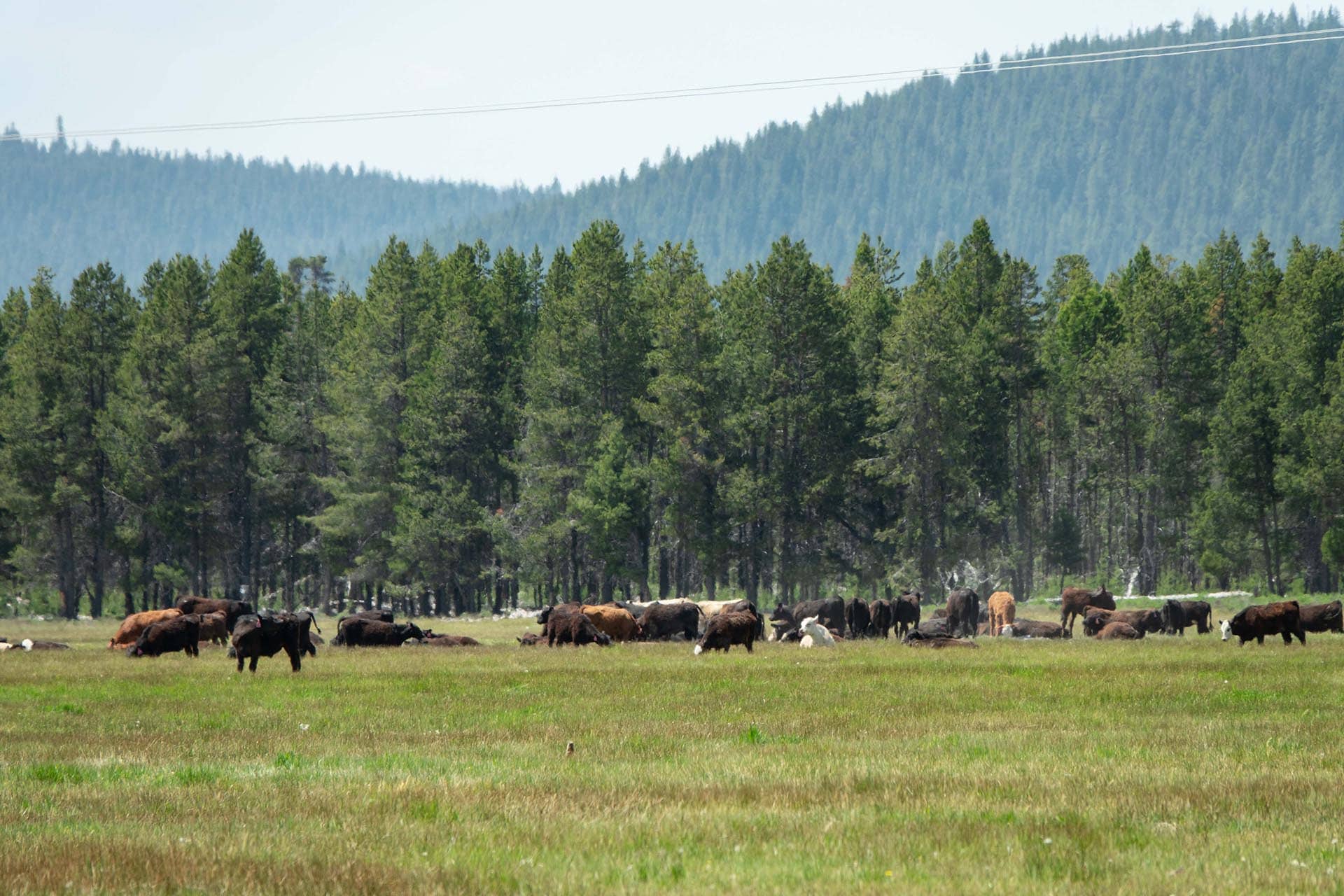 cattle grazing oreon bar y ranch & pivots