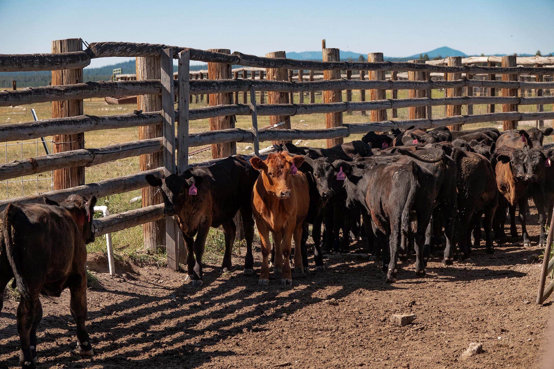 cattle in corral oregon bar y ranch & pivots