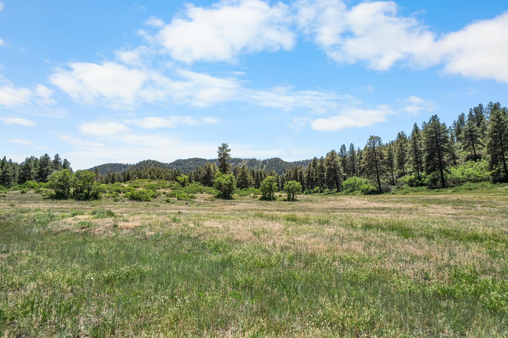 Open grassy meadow with a line of trees along the horizon under a bright blue sky with scattered clouds.