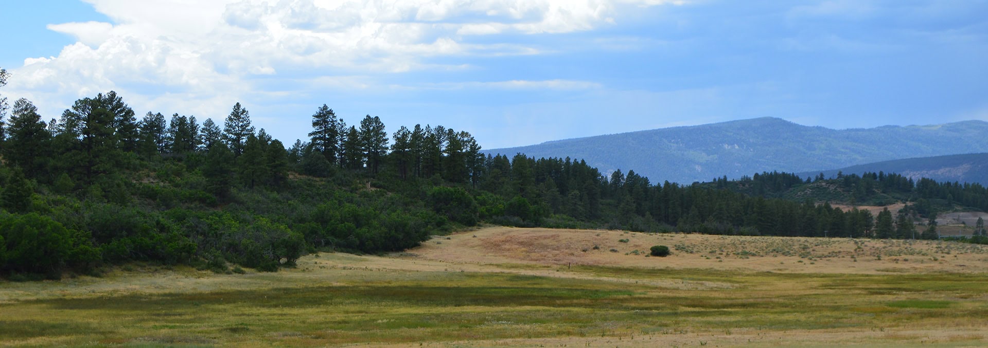 Wide meadow with a line of pine trees on rolling hills under a blue sky with clouds, distant mountains in the background