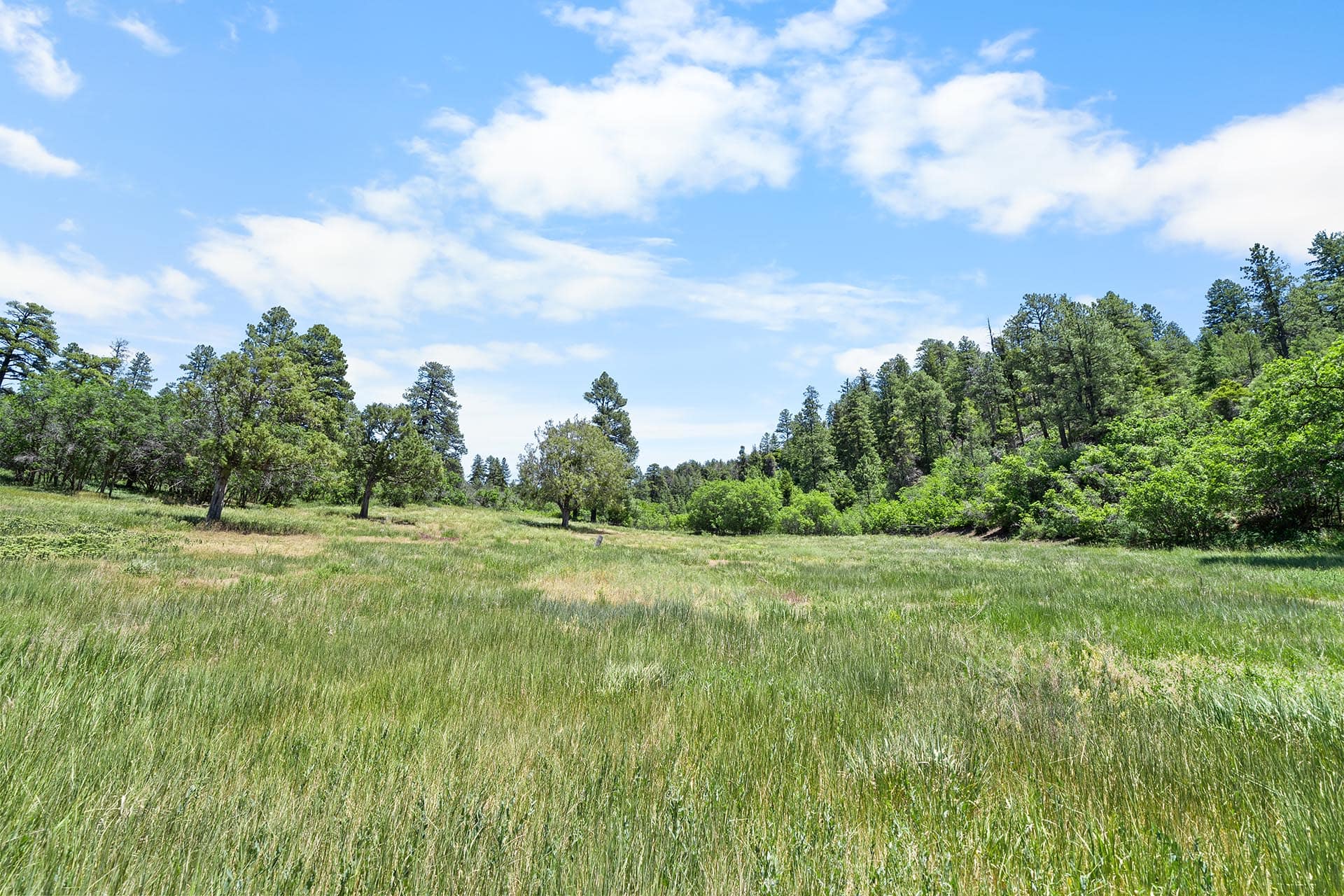 Open grassy meadow with scattered trees and a blue, partly cloudy sky.