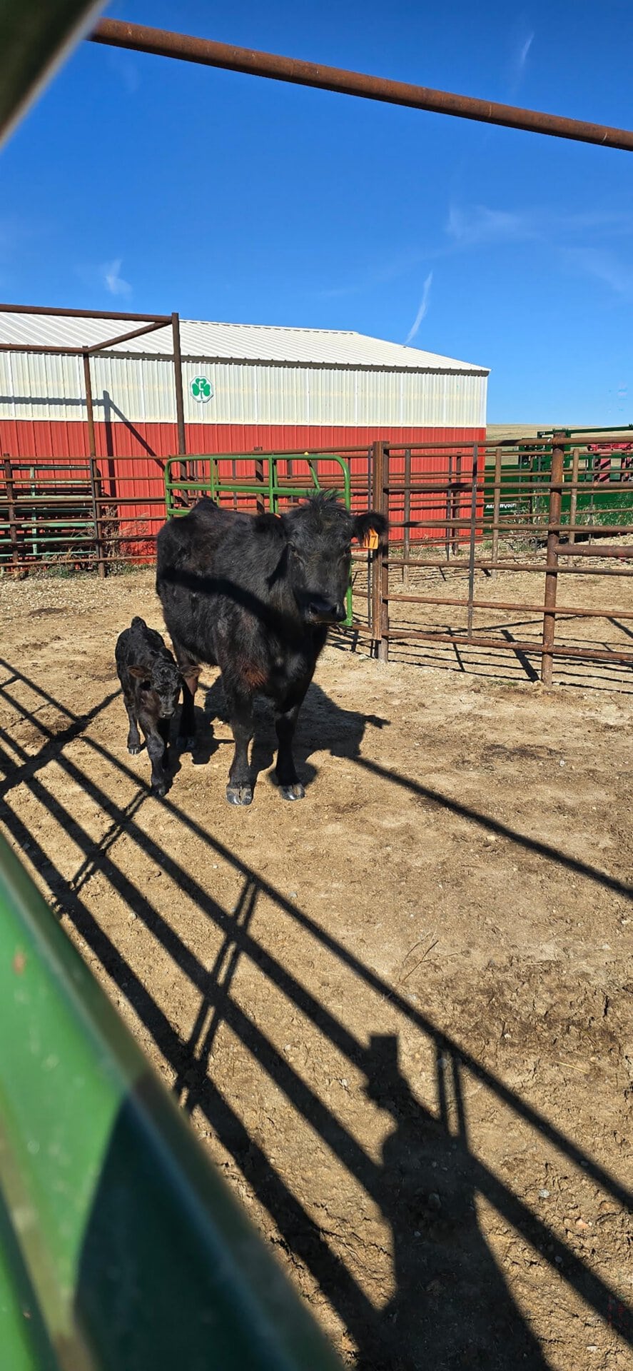 Black cow and calf in a dusty cattle pen beside a red barn on a sunny day.