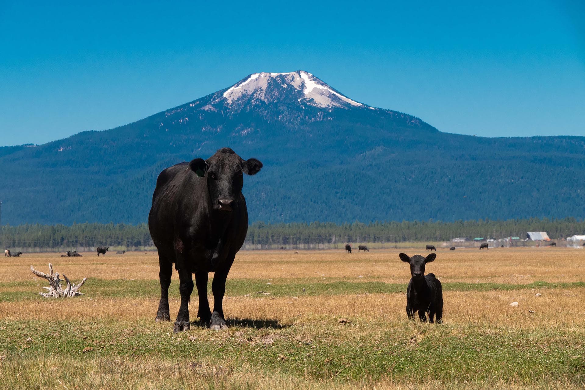 cow and calf with mountain oregon bar y ranch & pivots
