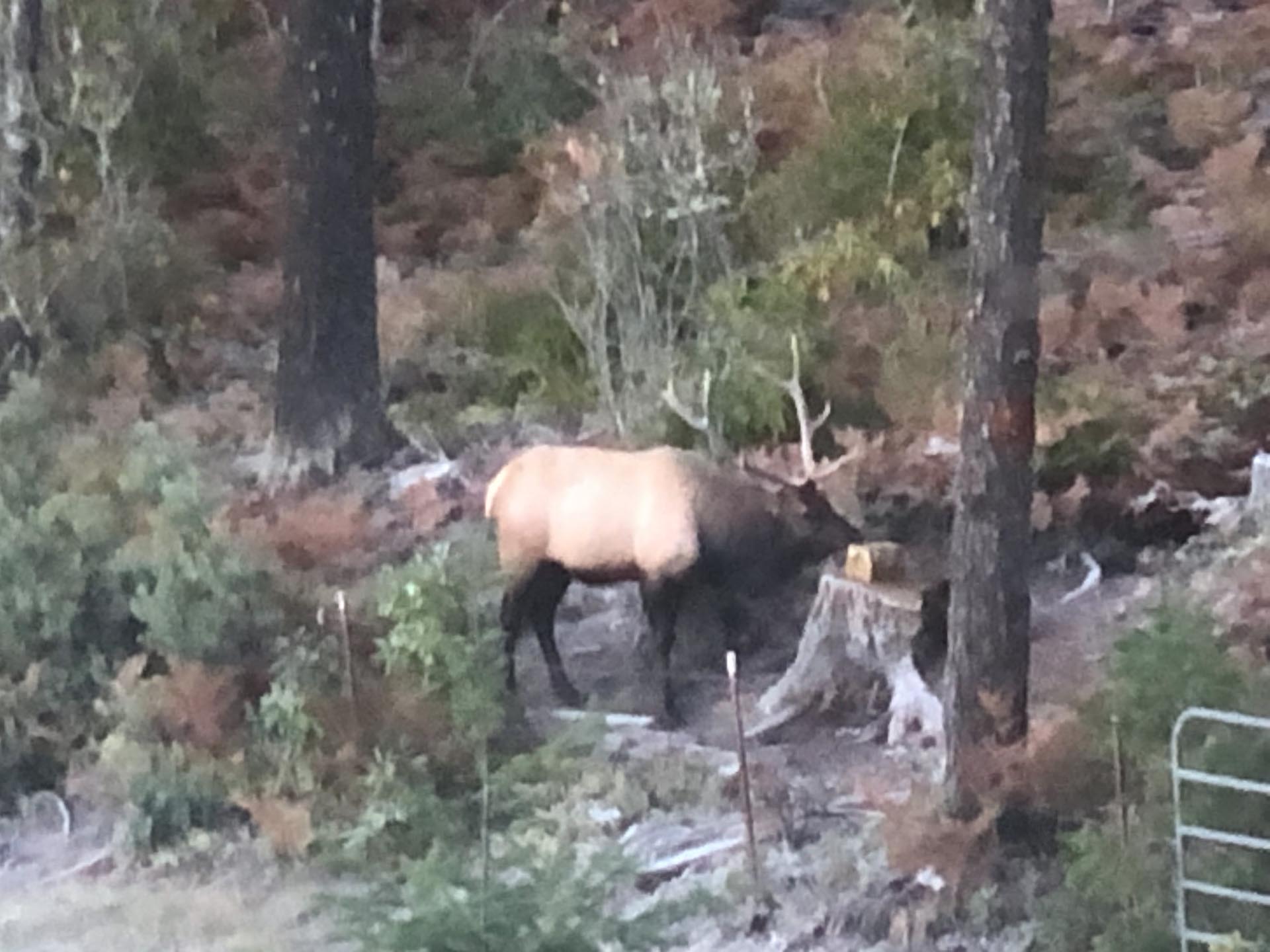 cow calf ranch for sale oregon north fork ranch